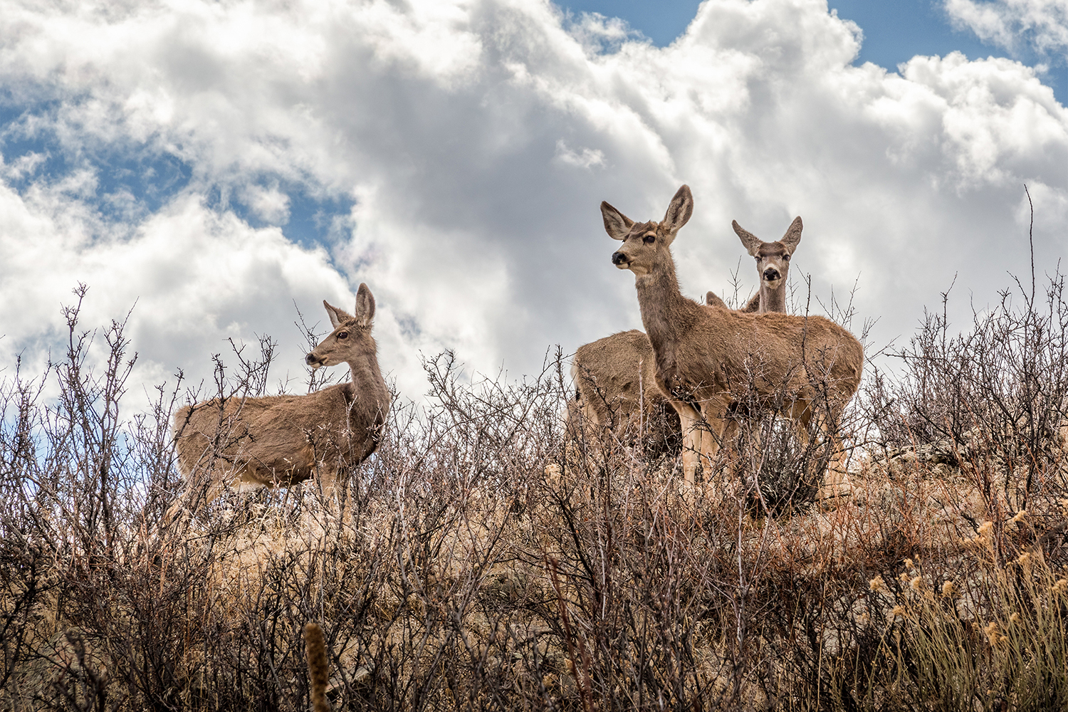 three mule deer in thick brush