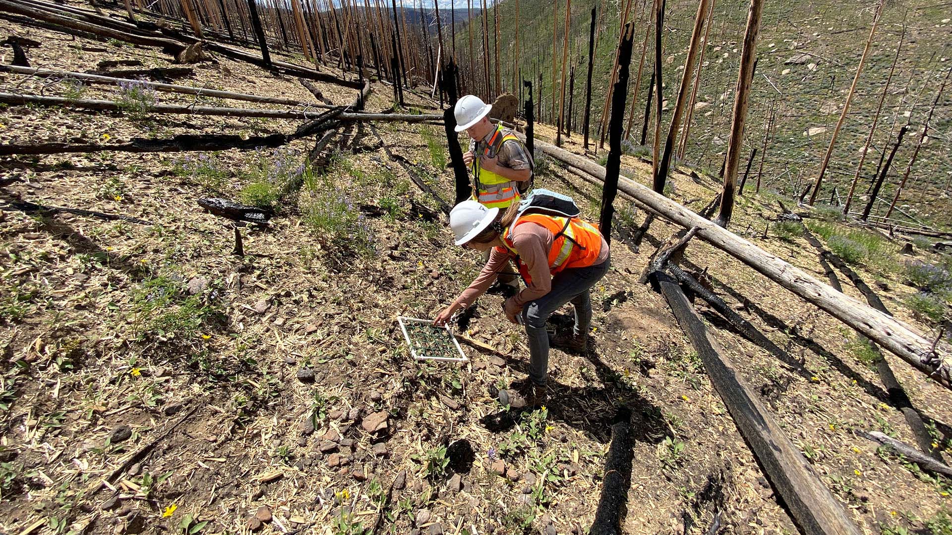 In the years following the East Troublesome Fire, Northern Water and EWP partners worked to mulch burned land to help in erosion and regrowth of the burned areas.
