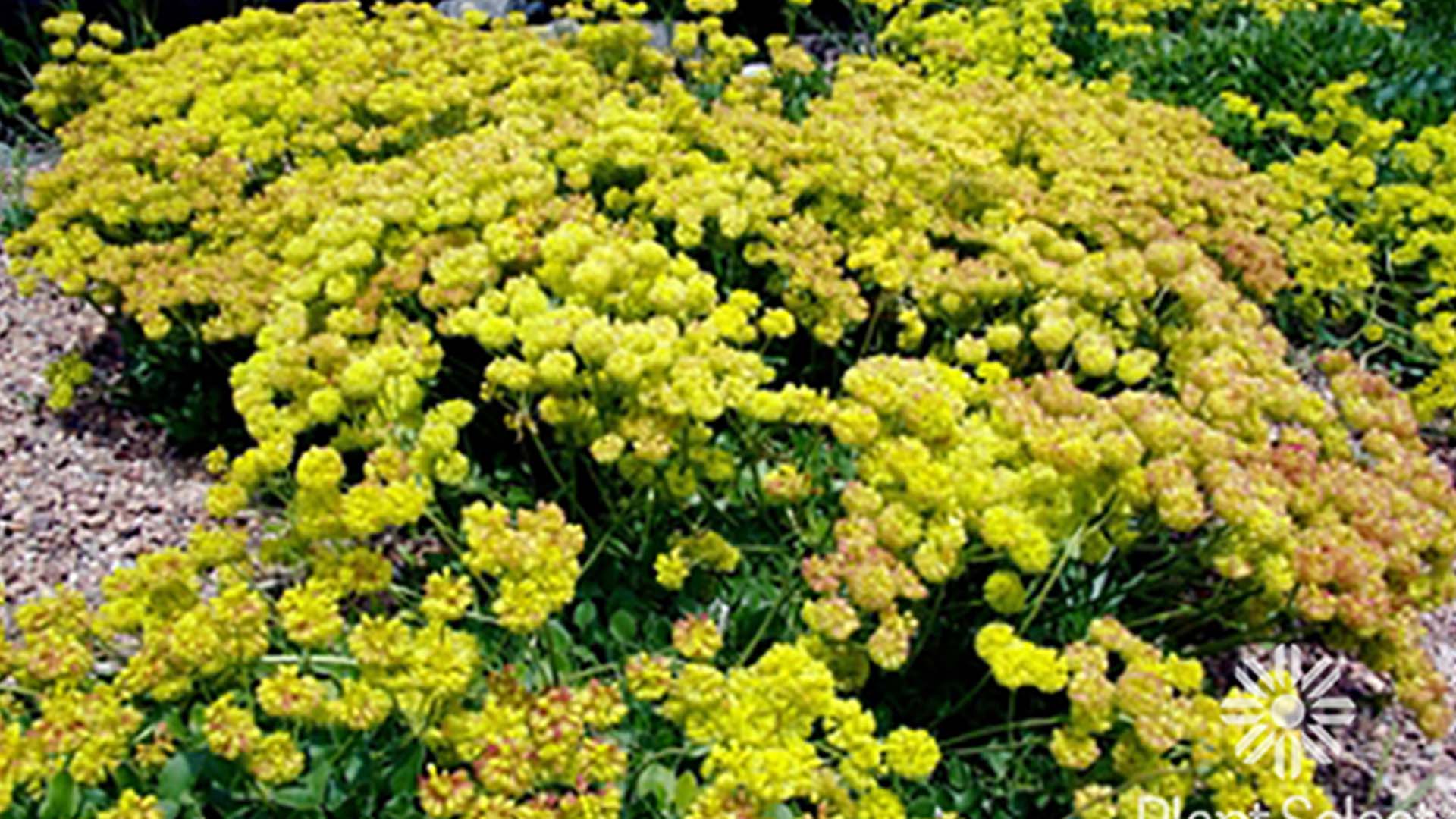 Kannah Creek Buckwheat