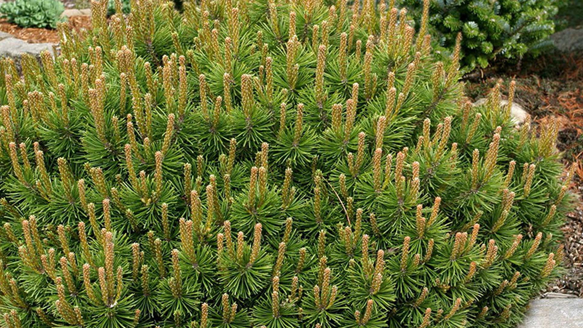 Mugo Pine