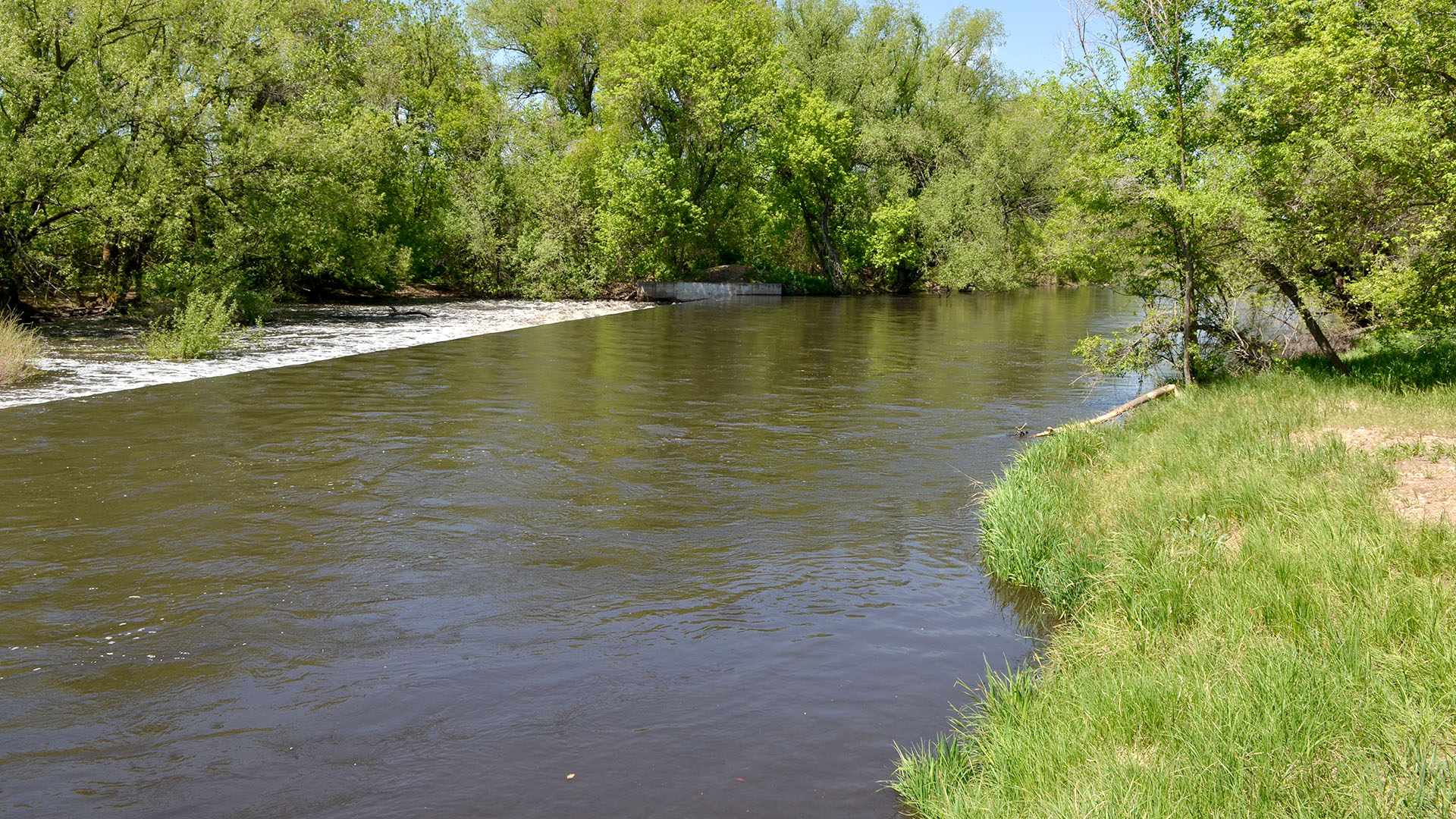 A wide river flowing with mature trees on each side and green grass. 