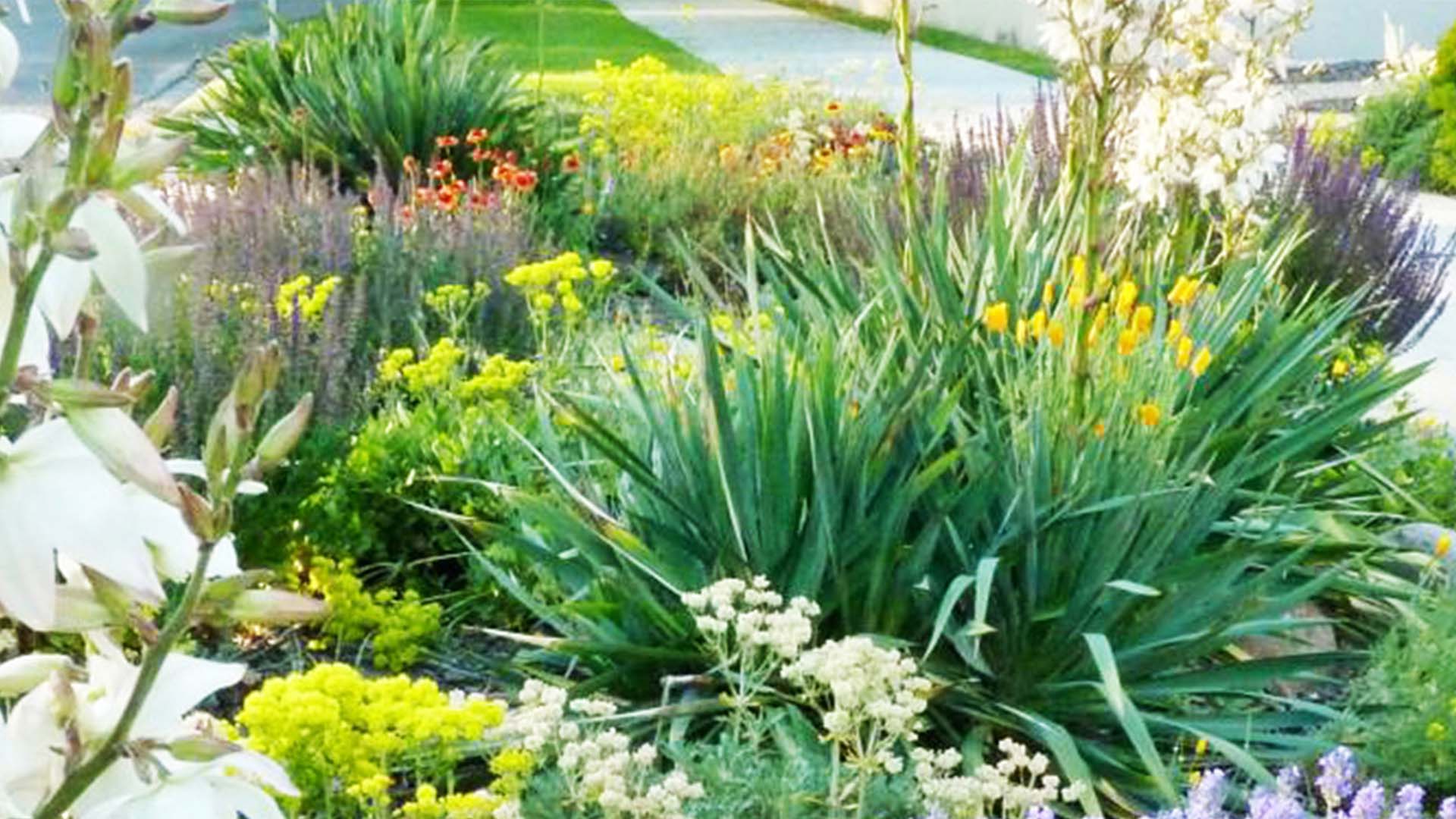 Improved parkway area with water-wise plants