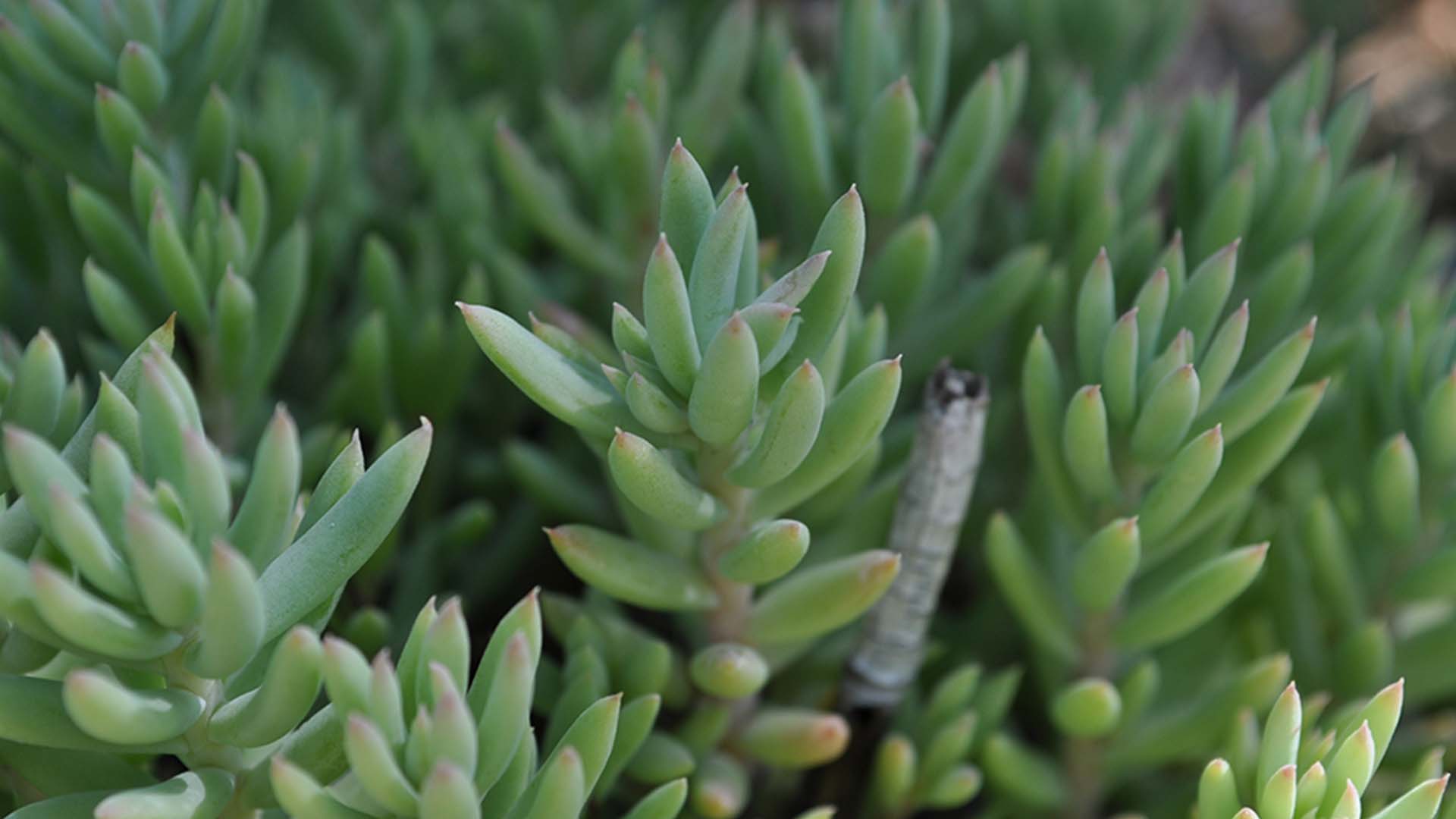 Turquoise Tails Sedum