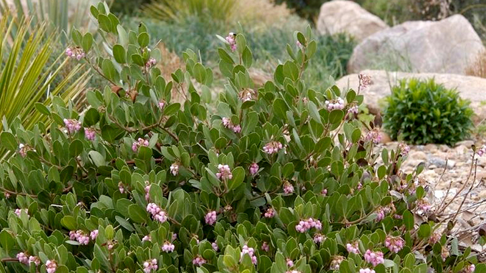 Panchito Manzanita perennial