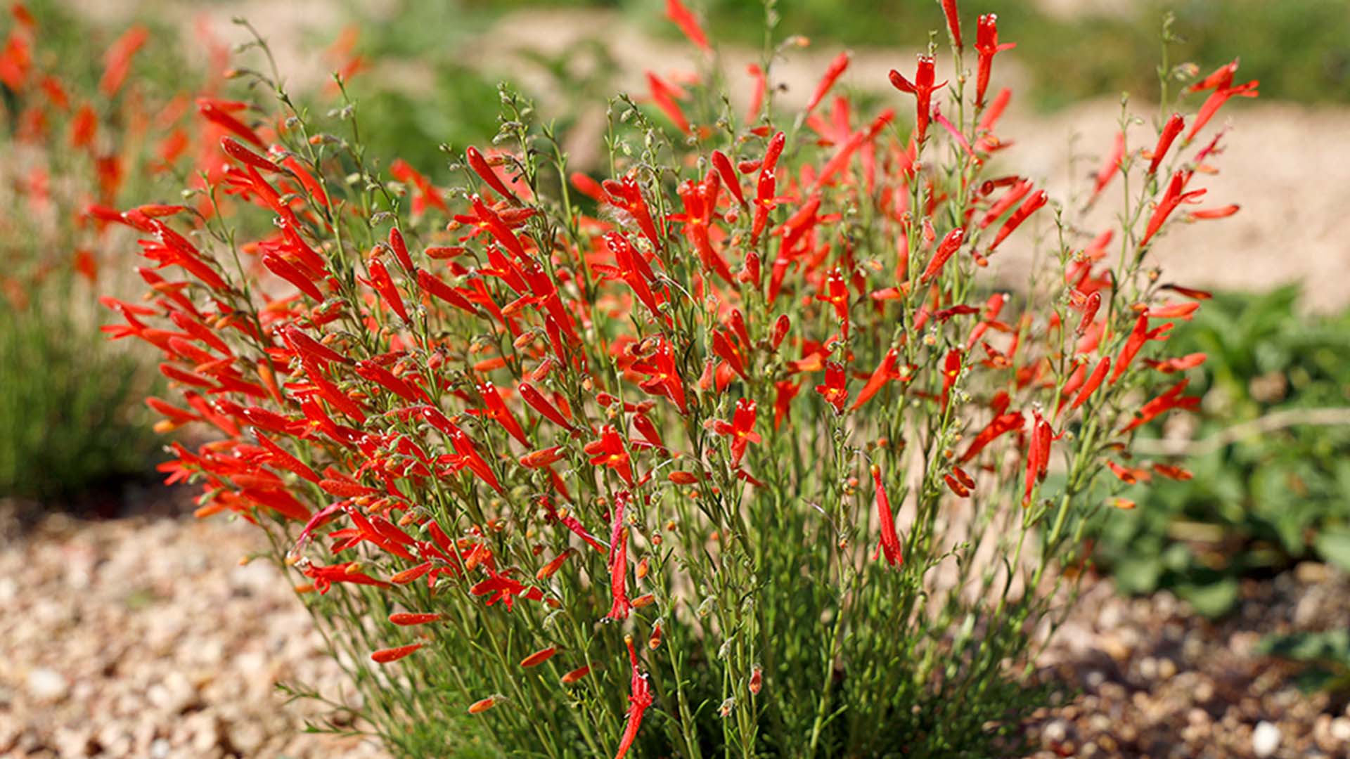 Dainty red flowers on long green stems. 