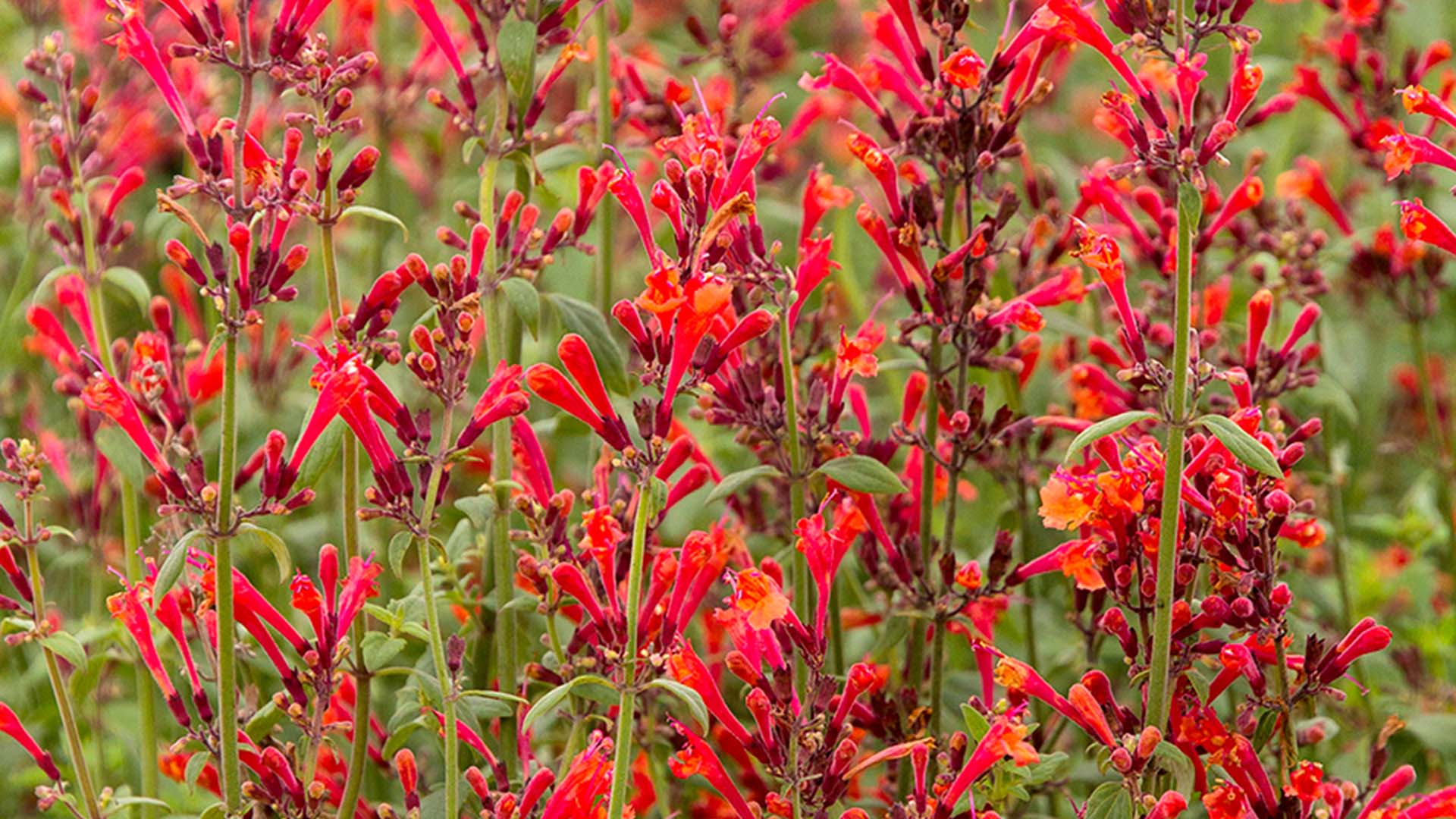 Coronado Hyssop
