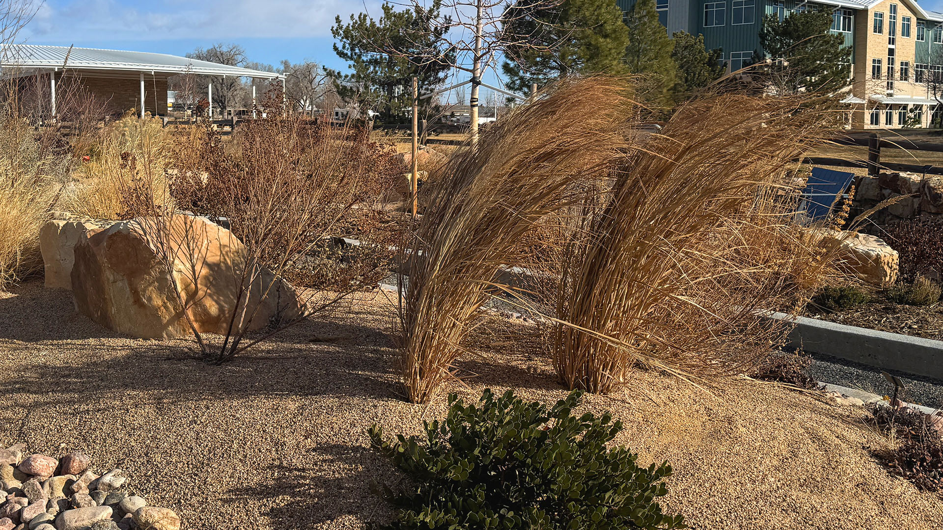 Dry ornamental grasses in a dry winter.