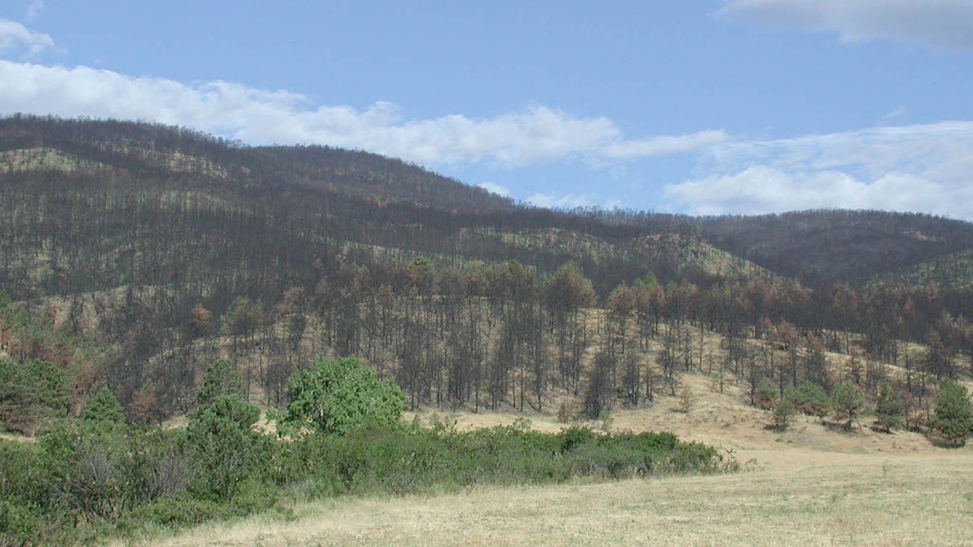 Burned trees from a wildfire on a hillside.