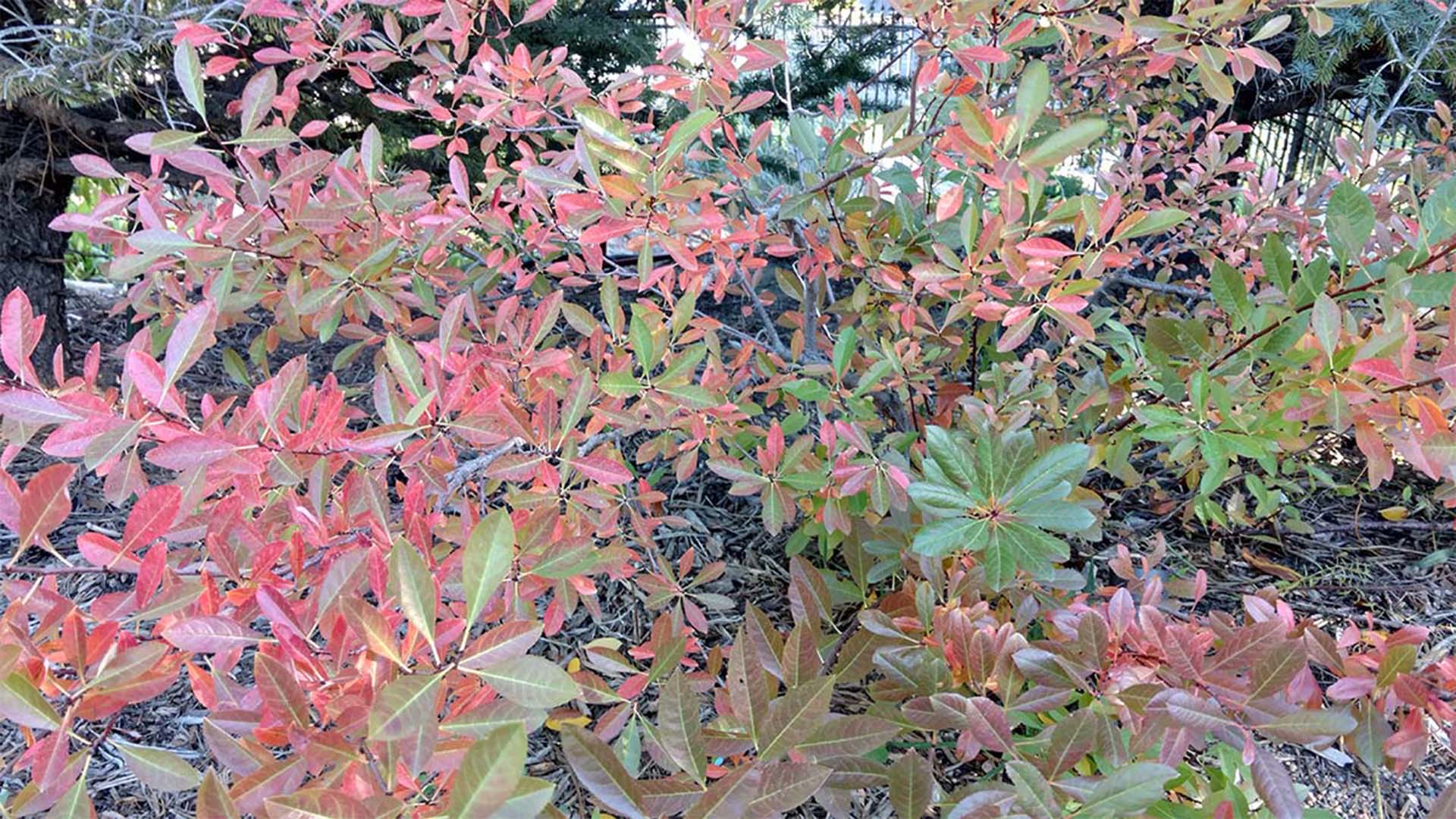 Red colors on a shrub turning in fall.