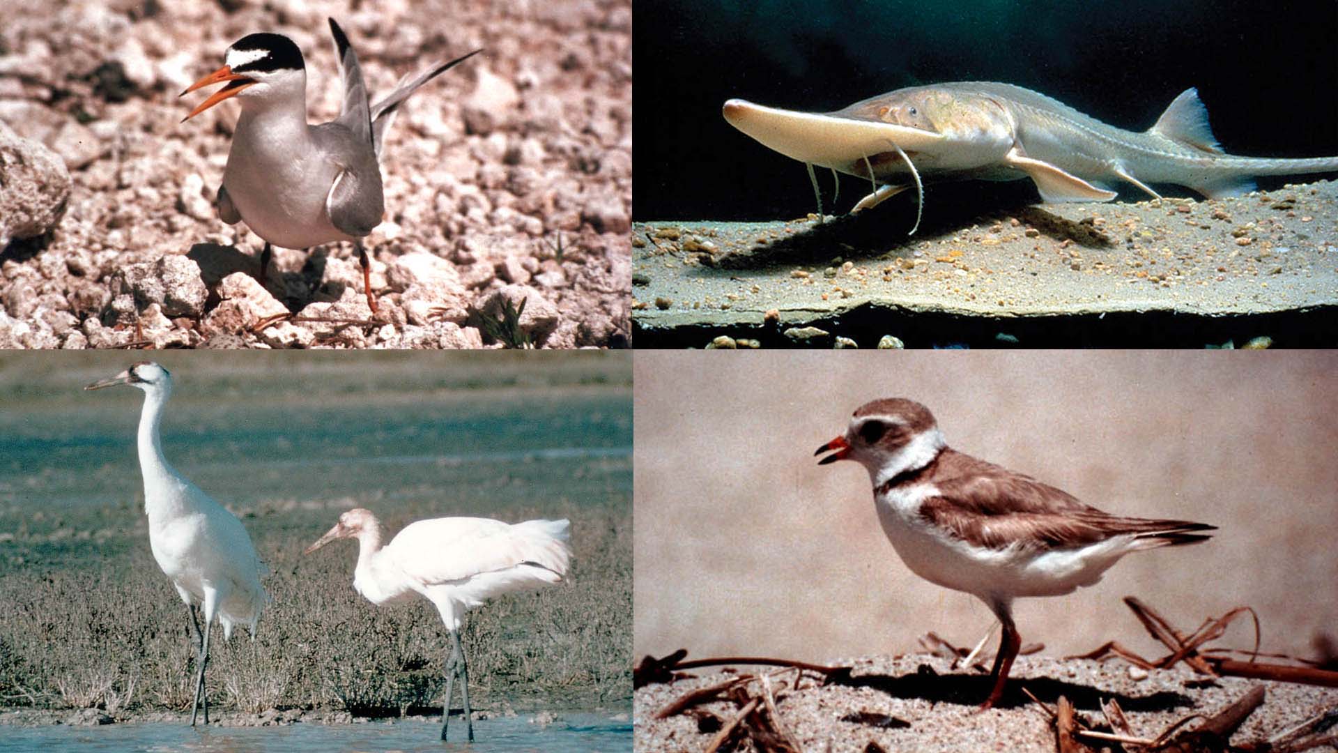 The Platte River Recovery Implementation Program helps to protect endangered species including (clockwise from top left) the least tern, pallid sturgeon, piping plover and whopping crane. 