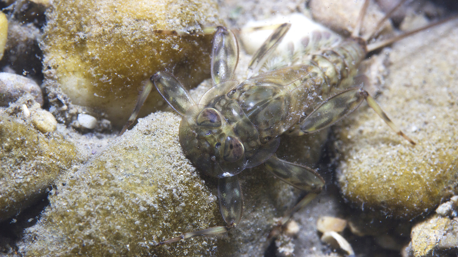 Macroinvertebrate in water. 