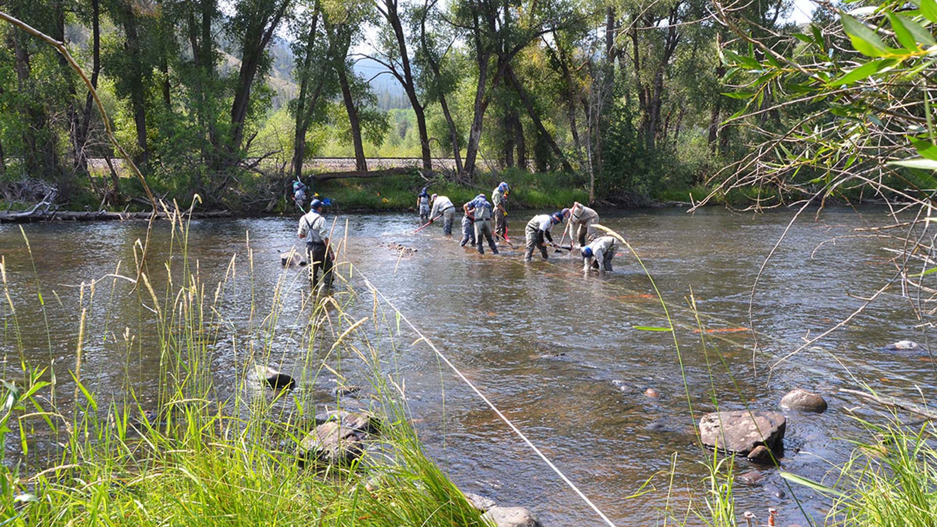 People in a river installing fish monitoring equipment.