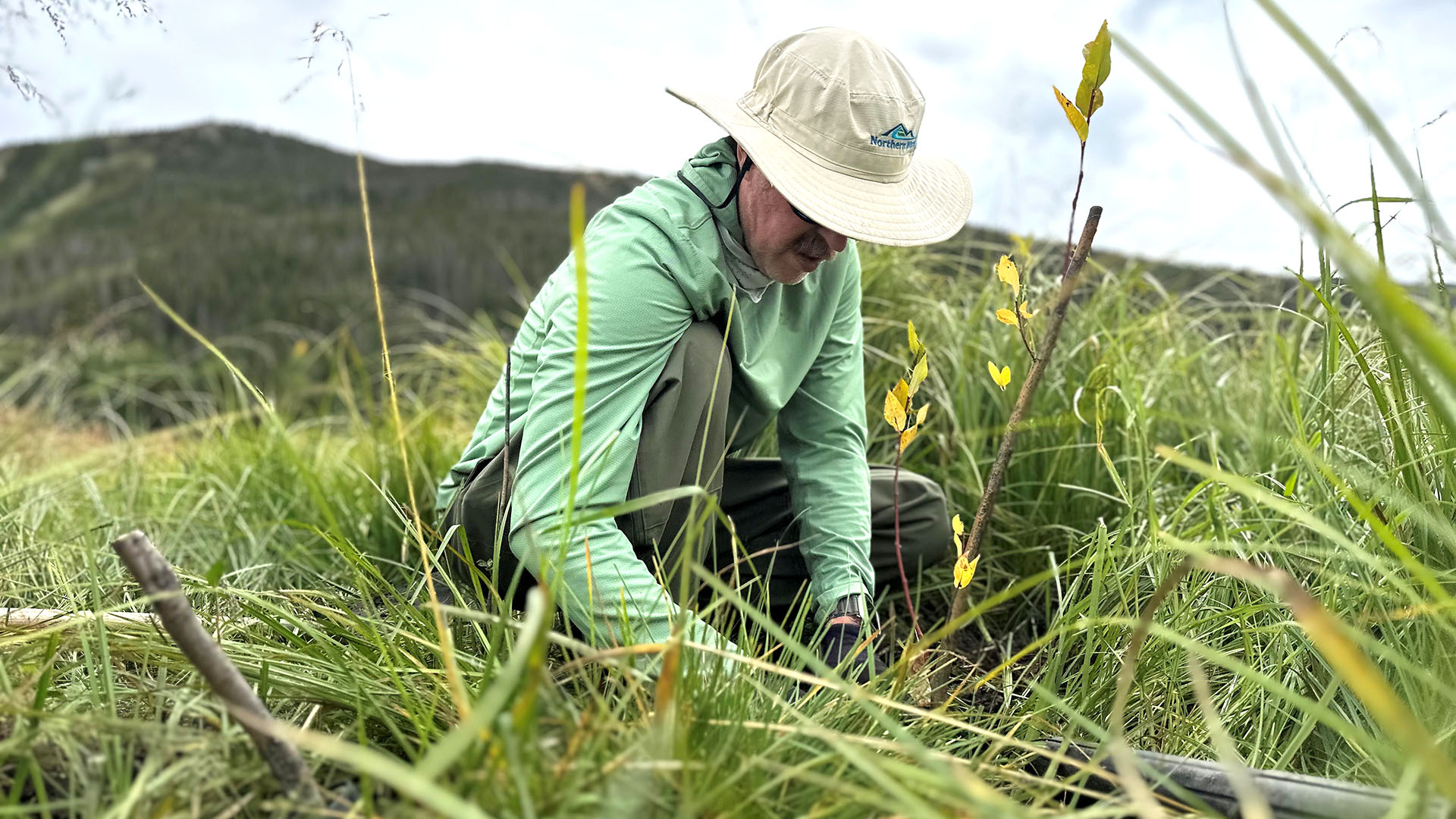 Man planting willow trees with long grass blades around him.