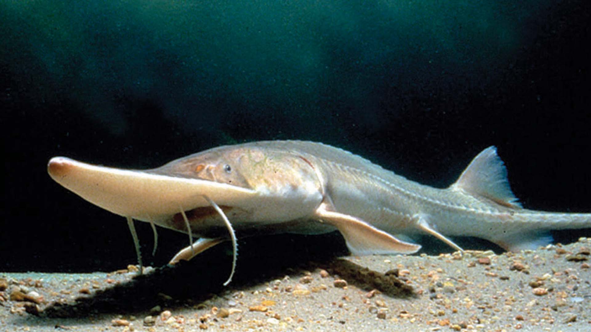 A long fish with a pointed nose. 
