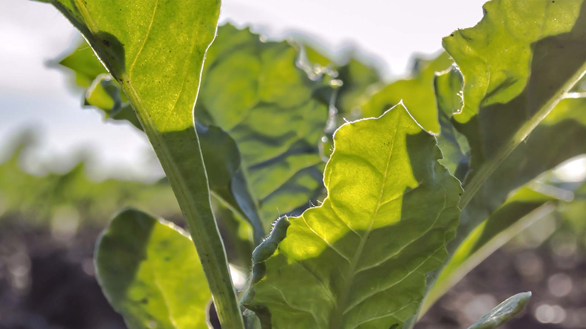 Close up of a plant.