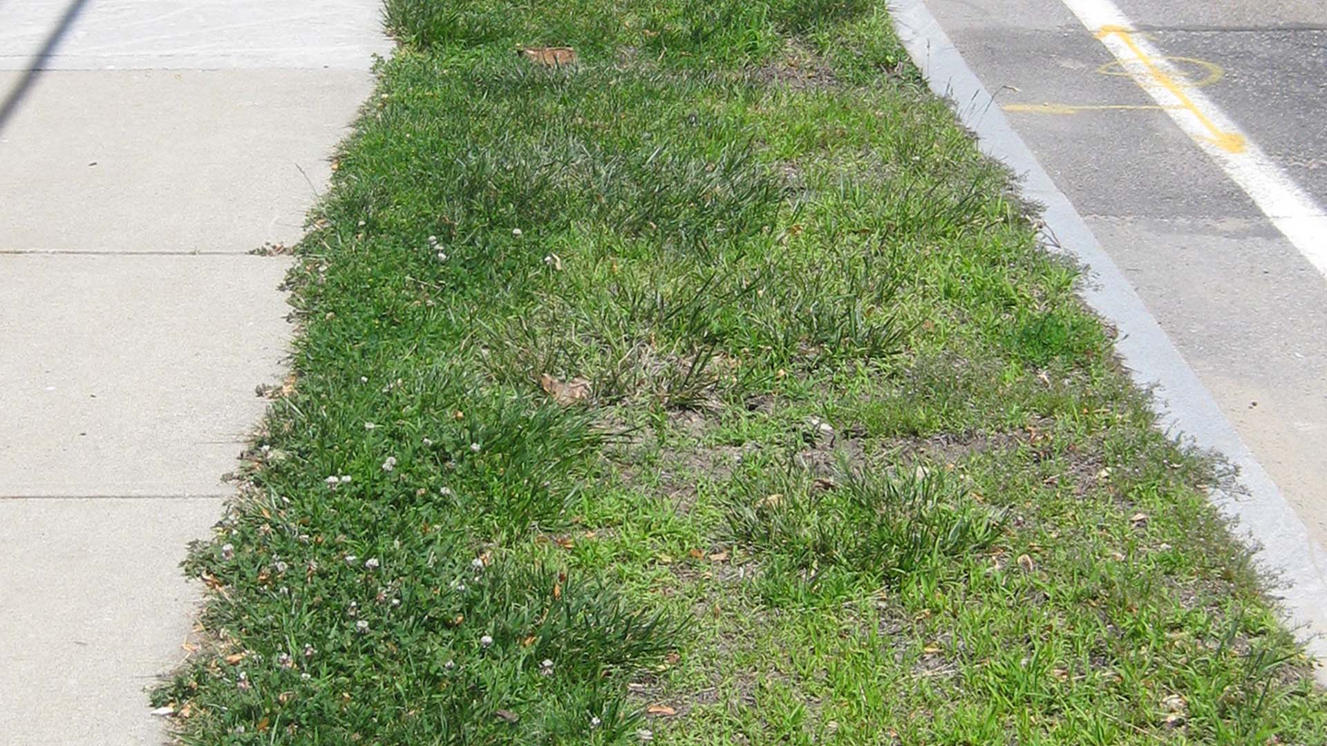 Parkway with heavy-water use turf