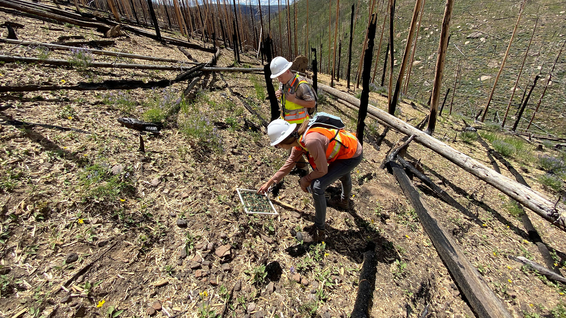 Two people inspecting mulch on the ground that had been dropped by helicopter