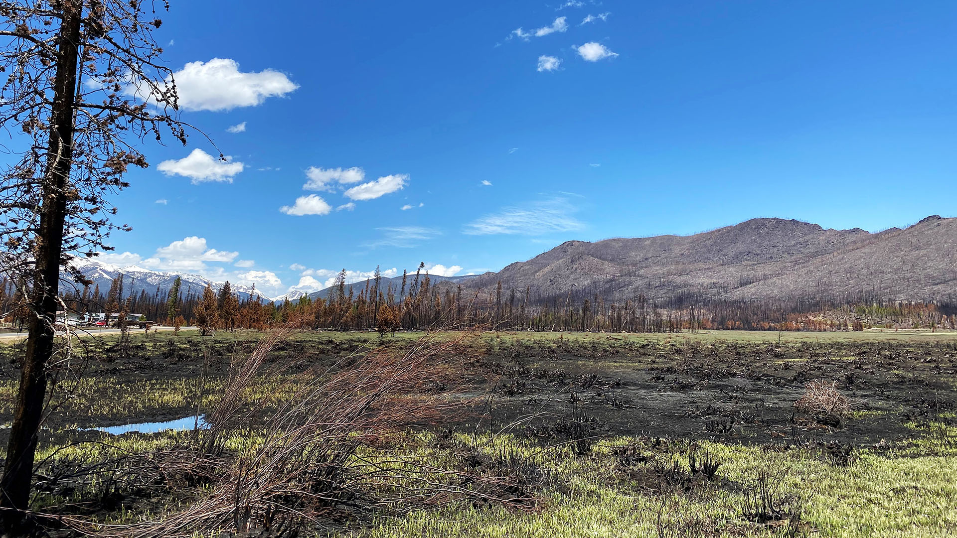 Burned valley with trees burned, hillside in background all burned post a fire.