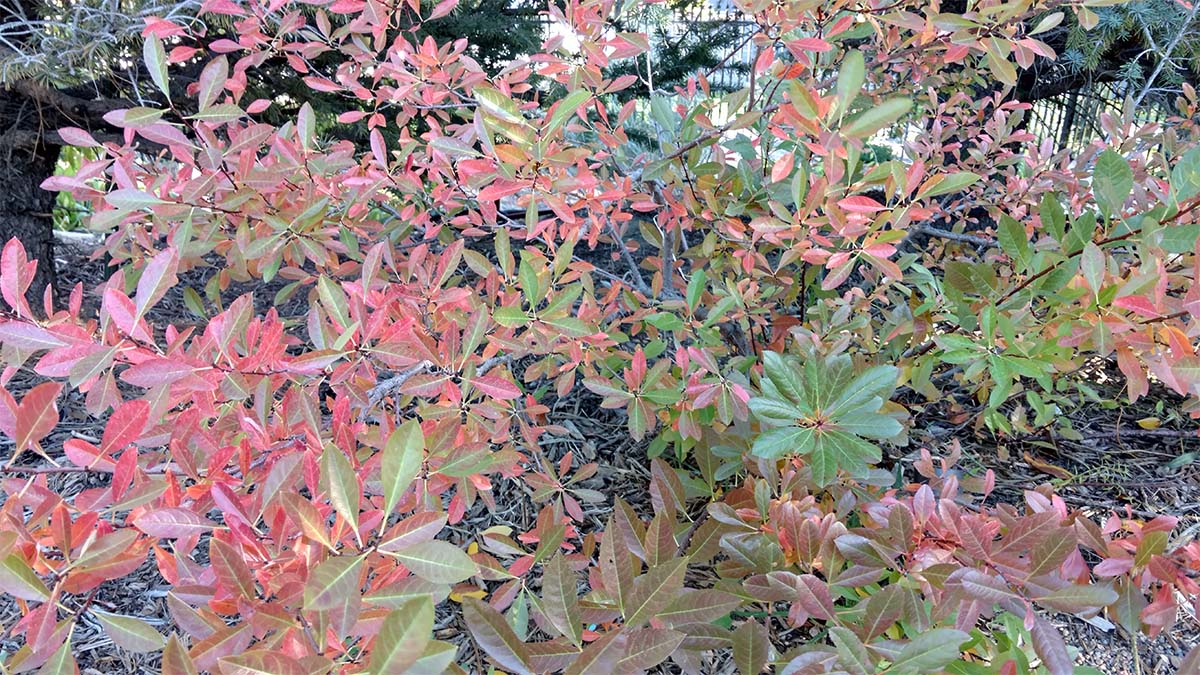 Sandcherry plant changing from green to red and orange in the fall.