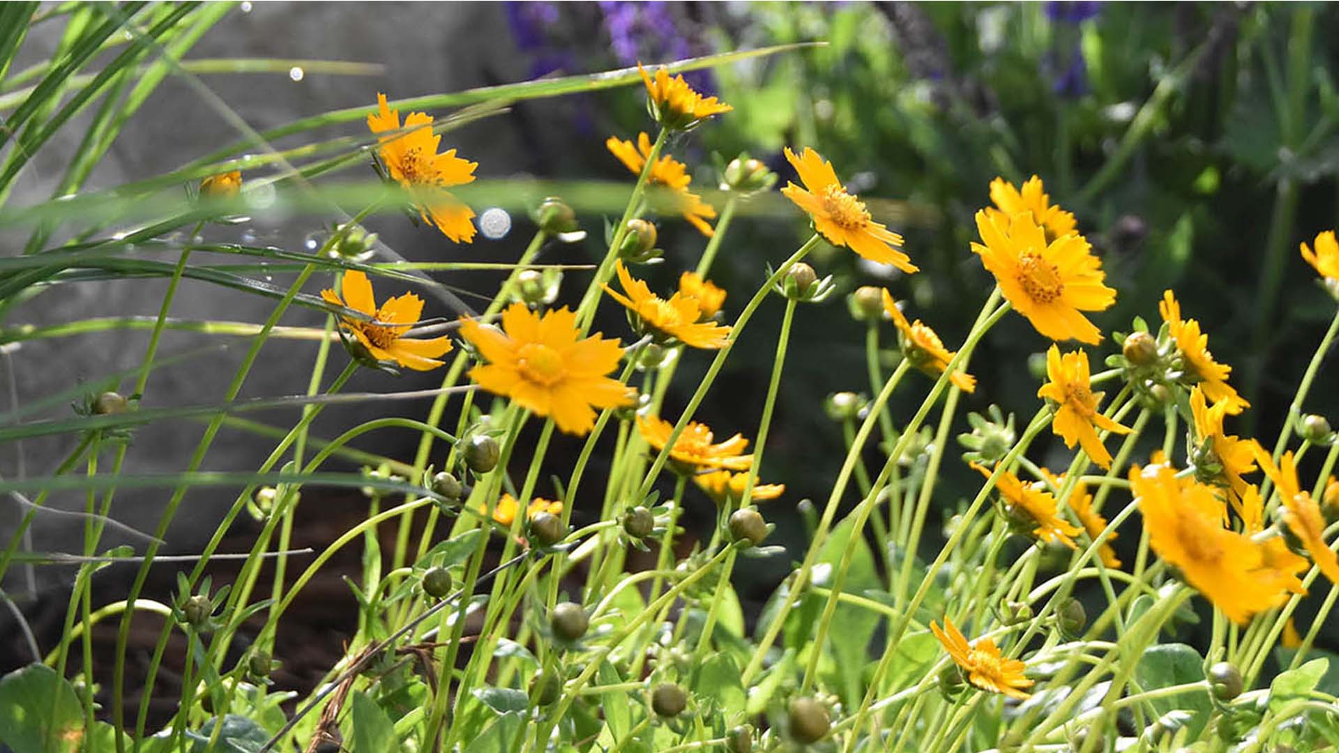 Yellow flowers that are on dainty stems.