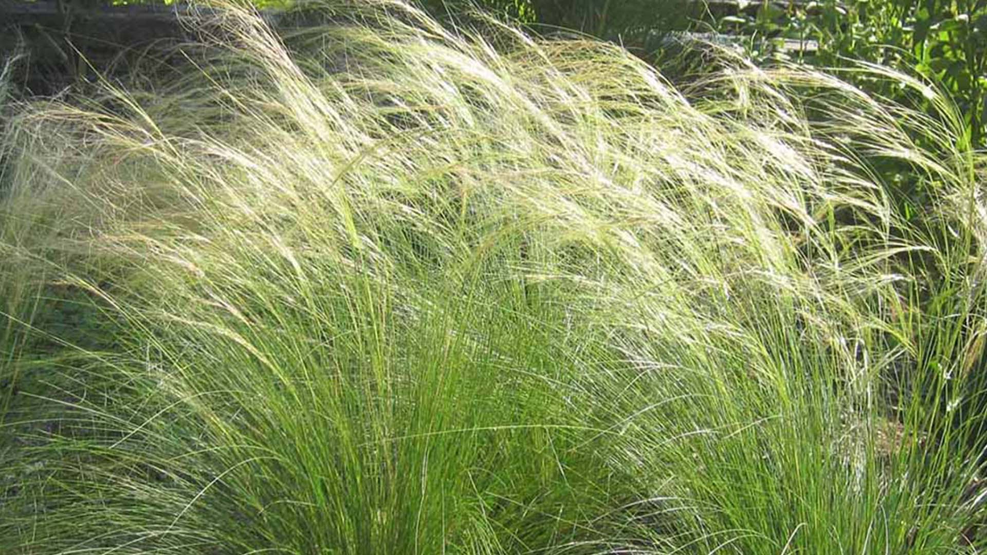 Mexican Feather Grass