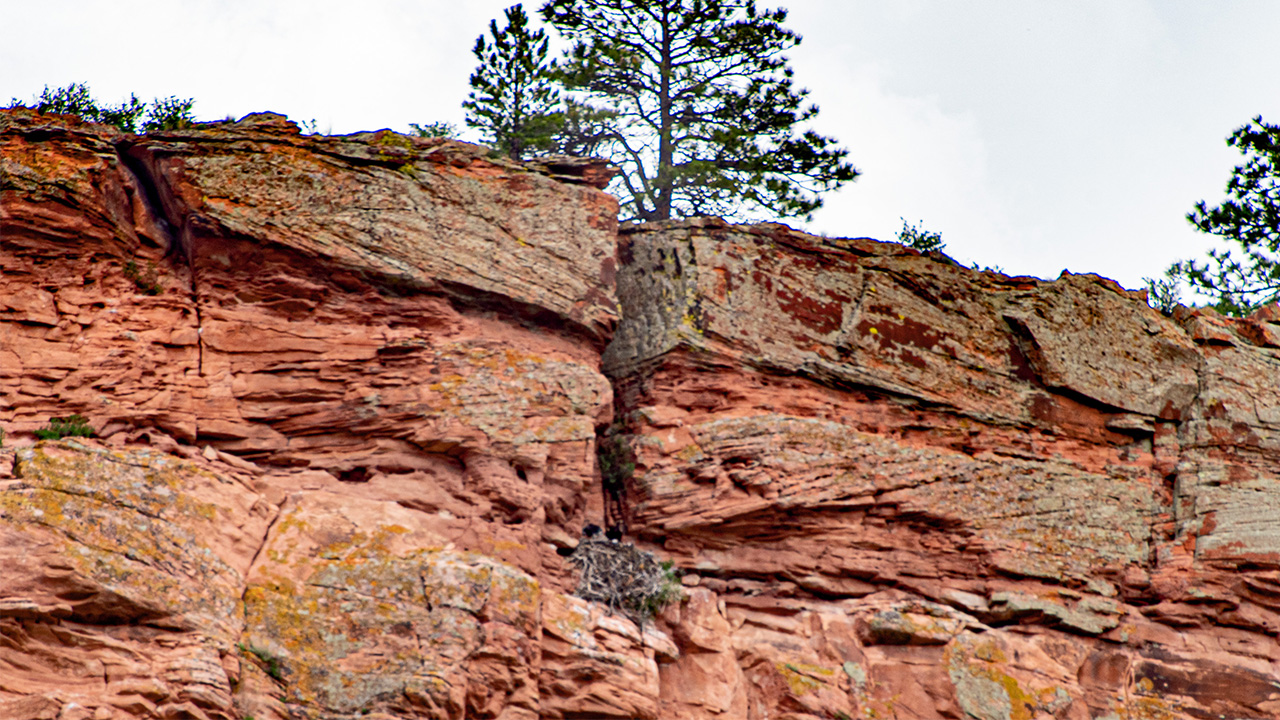 Eagles nest in cliff above construction.
