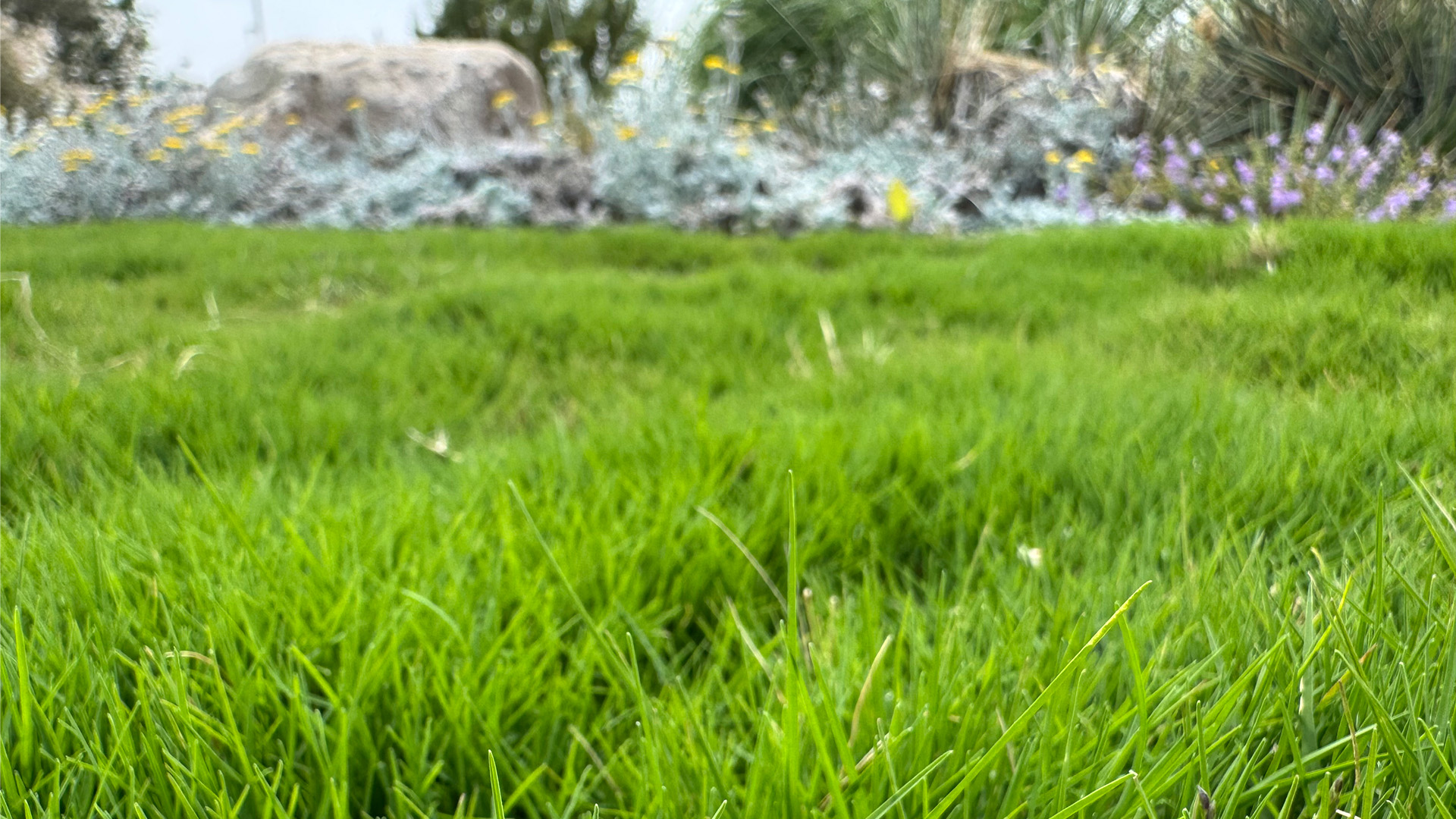 Bright green grass with landscaping blurred in the background.