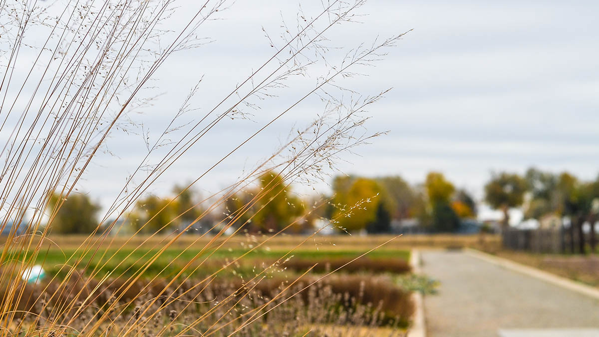 Grass stems against a blurry background