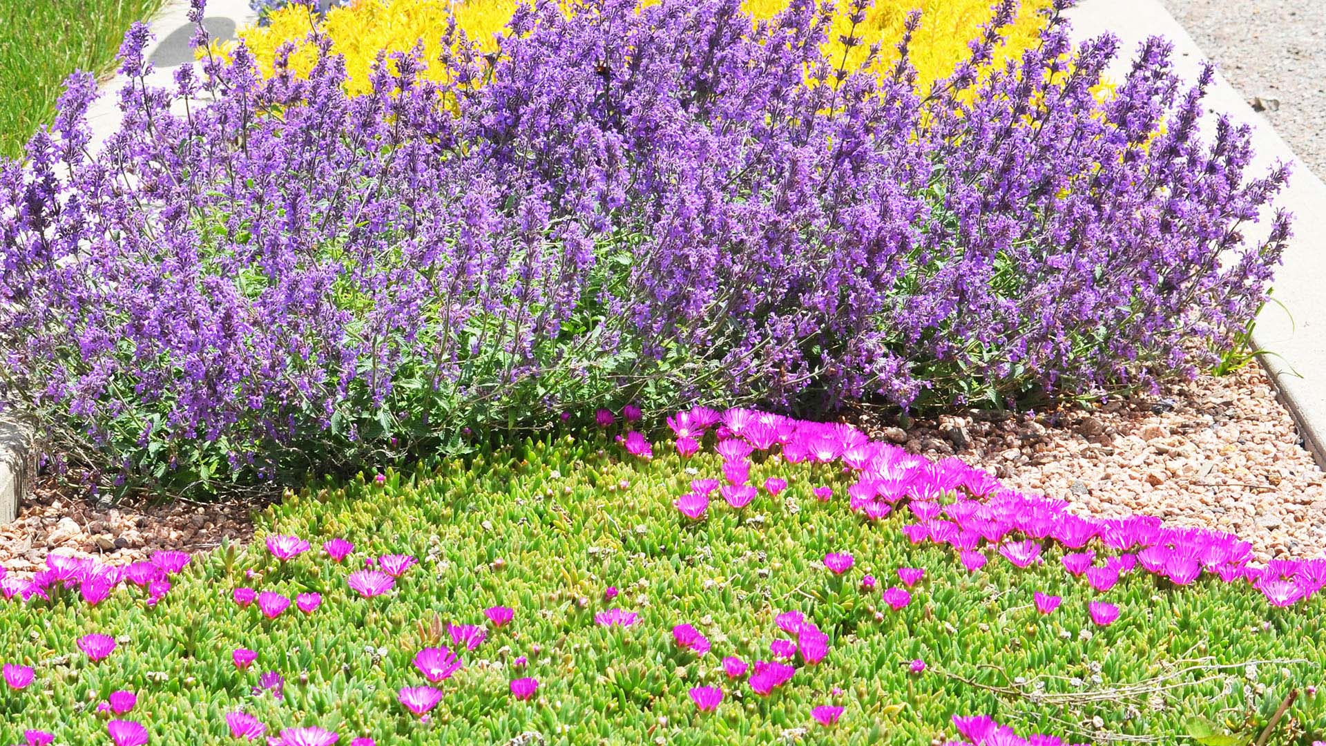 Purple and yellow plants in a street strip landscape.