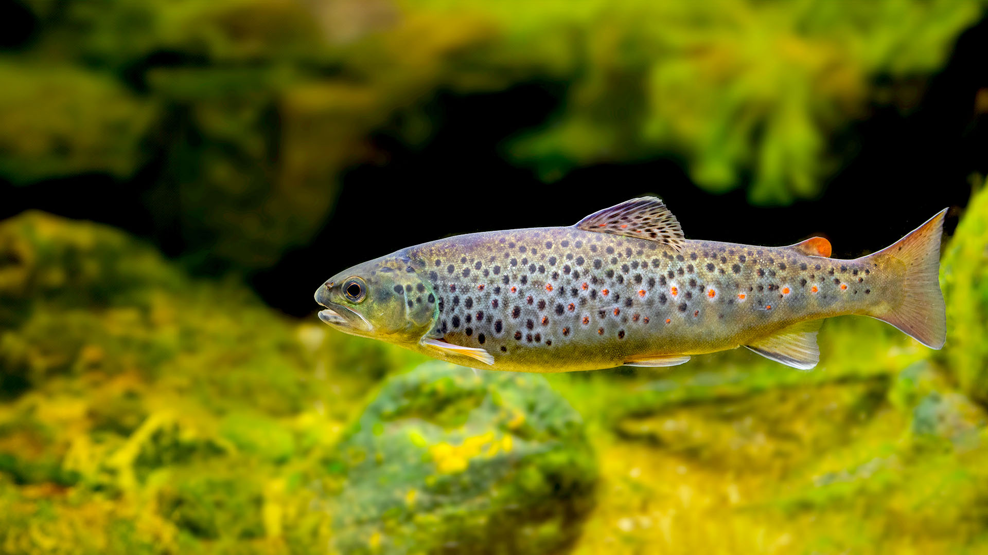 Brown trout swimming in water.