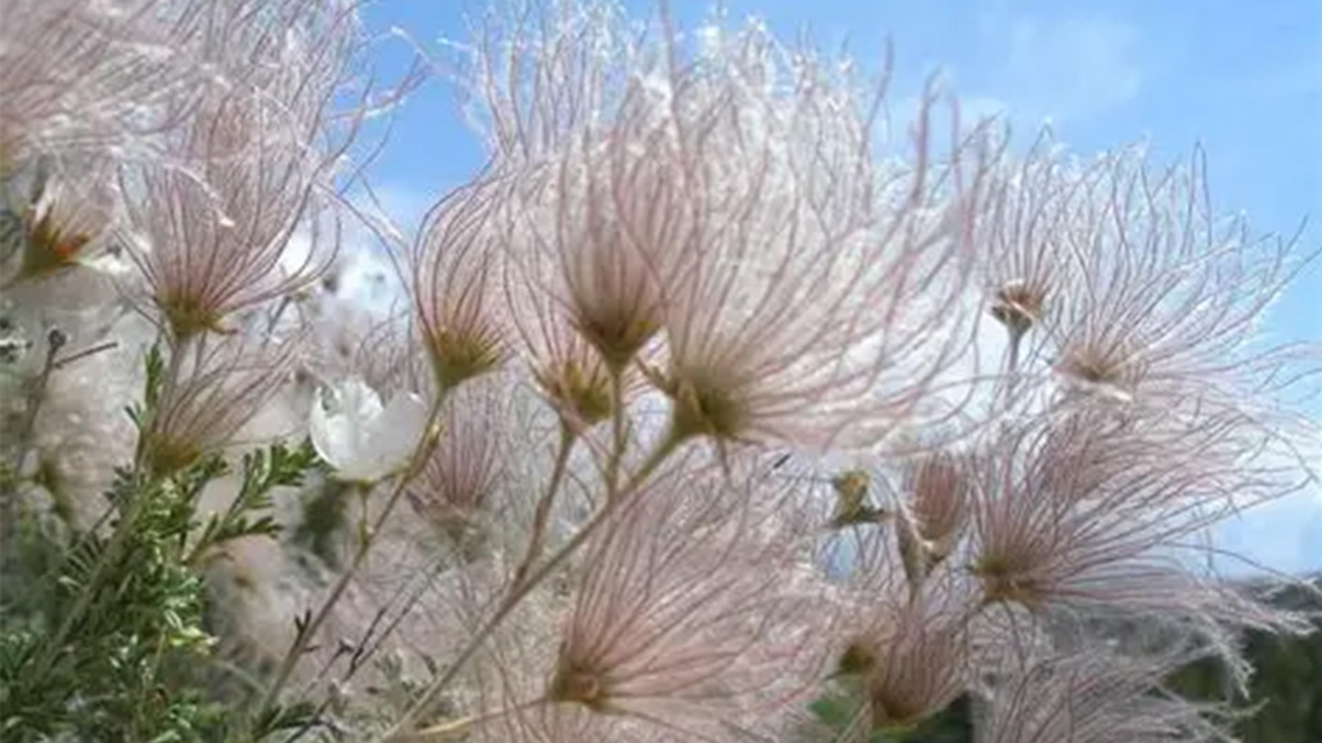 Long wispy blooms on a perennial plant.