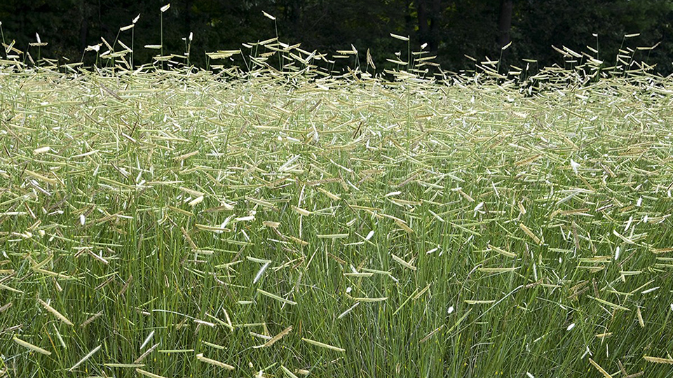 Blonde Ambition blue gamma native grass
