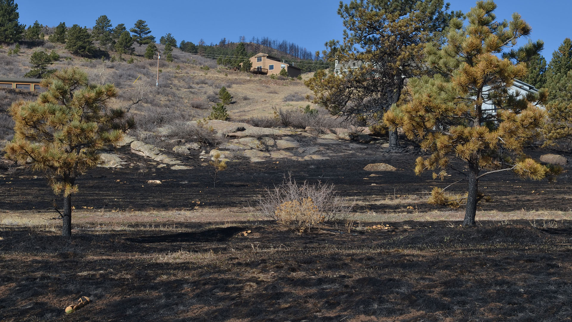 Burn area after Galena Fire.