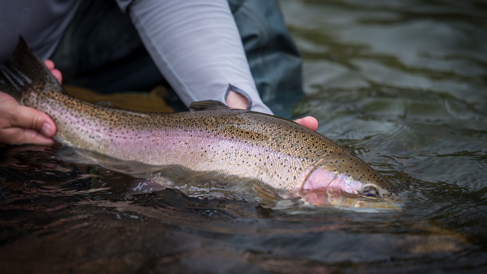 Hands holding a rainbow trout just out of the water.