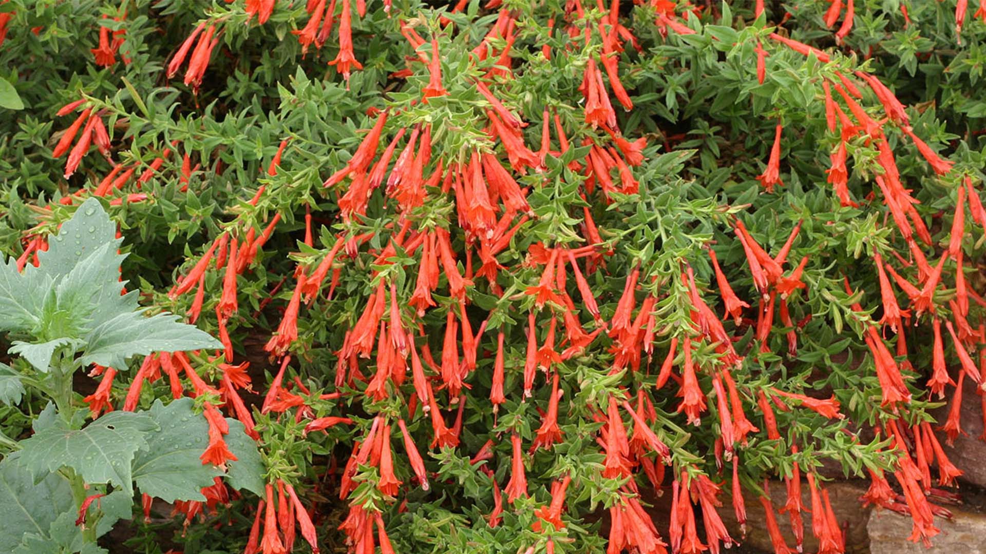 Orange trumpet-shaped flowers hanging off a plant.