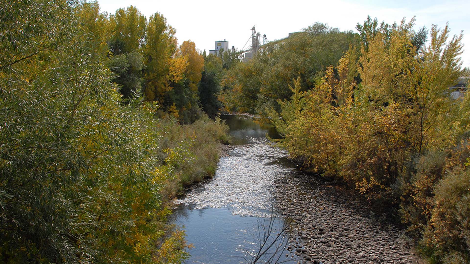 Low river flows surrounded by trees on each side.