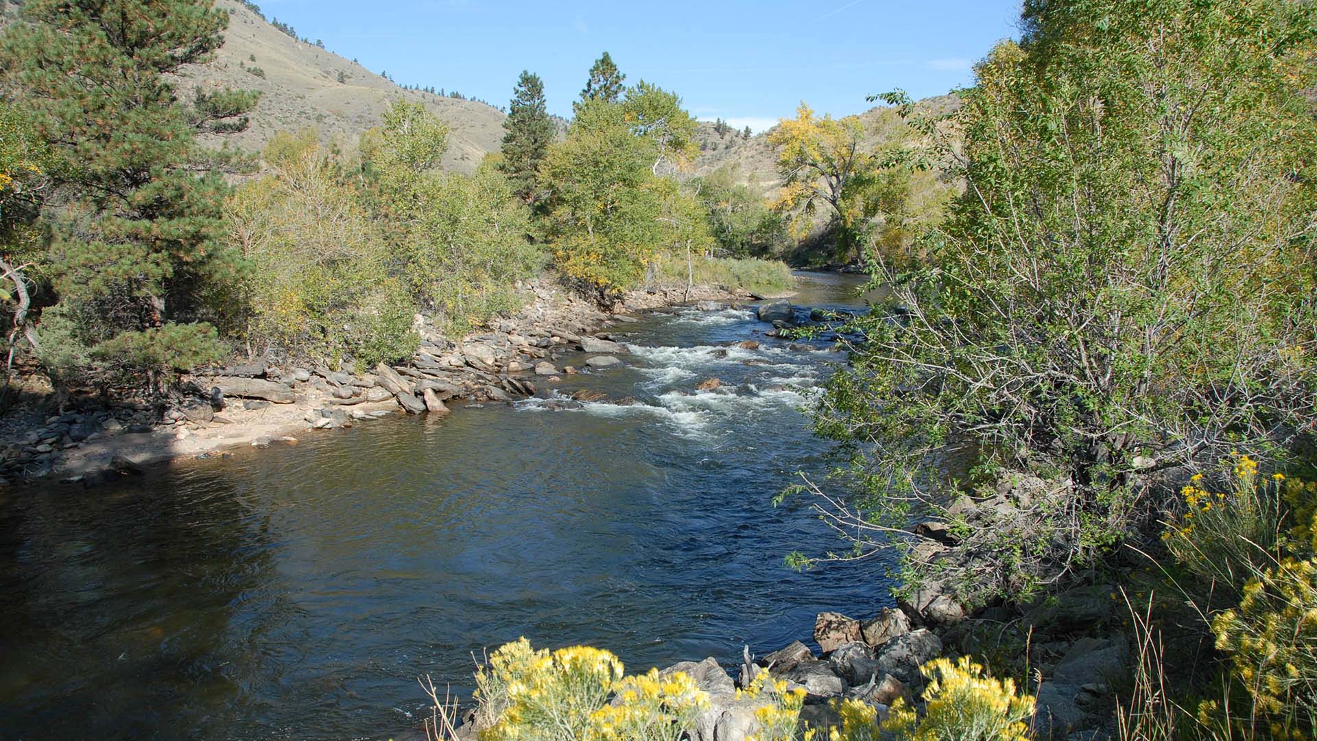 Water running down the Poudre River with green trees on each side.