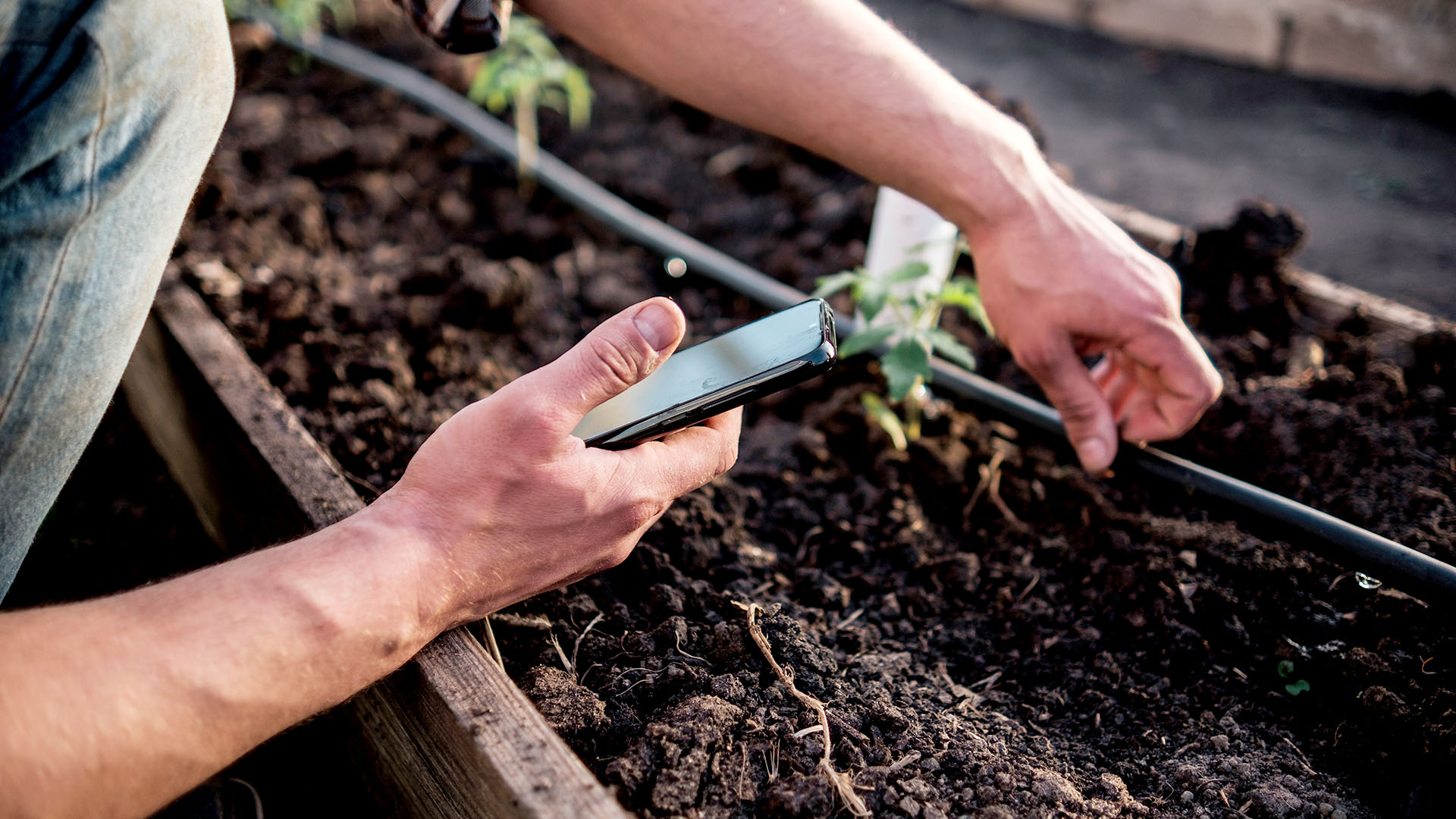 Man holding cell phone controlling irrigation while lifting up a drip hose in garden.