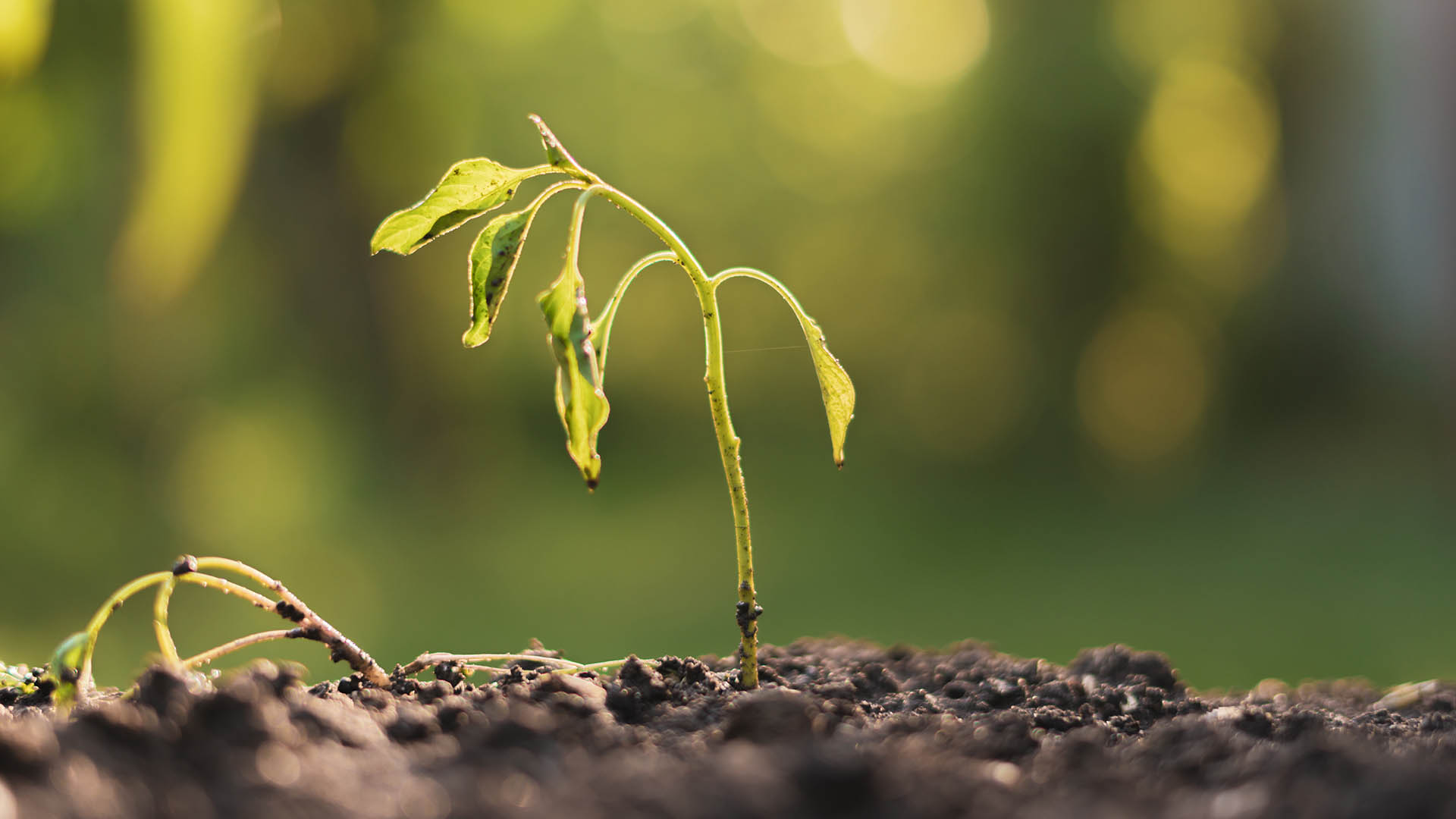 Plant drooping from drought 