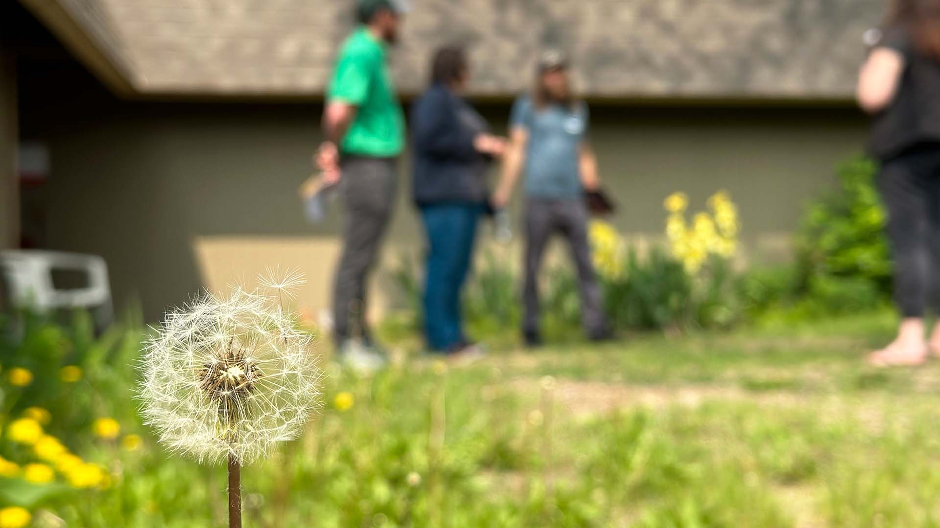 Dandelion in the foreground with people in the background conducting an irrigation audit.