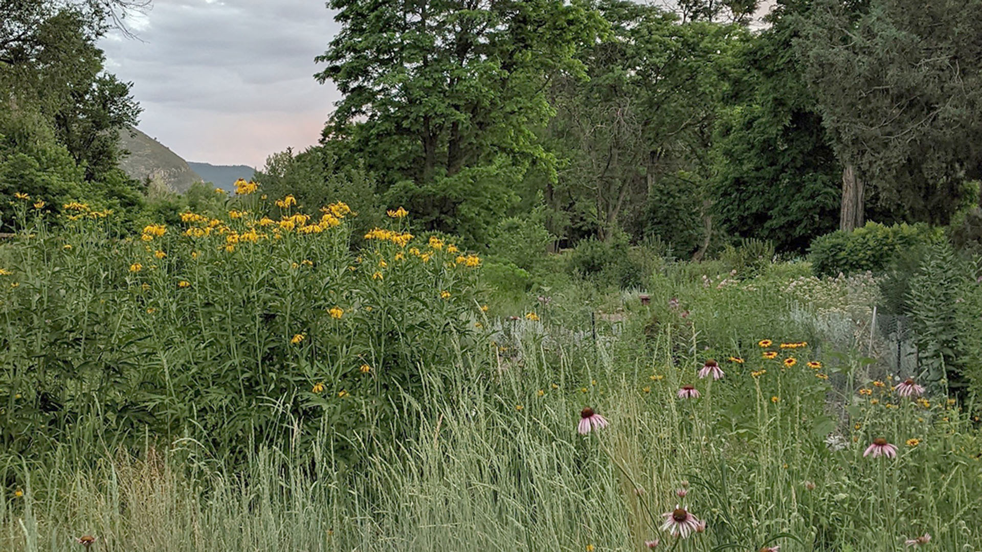Wildflowers in a field.
