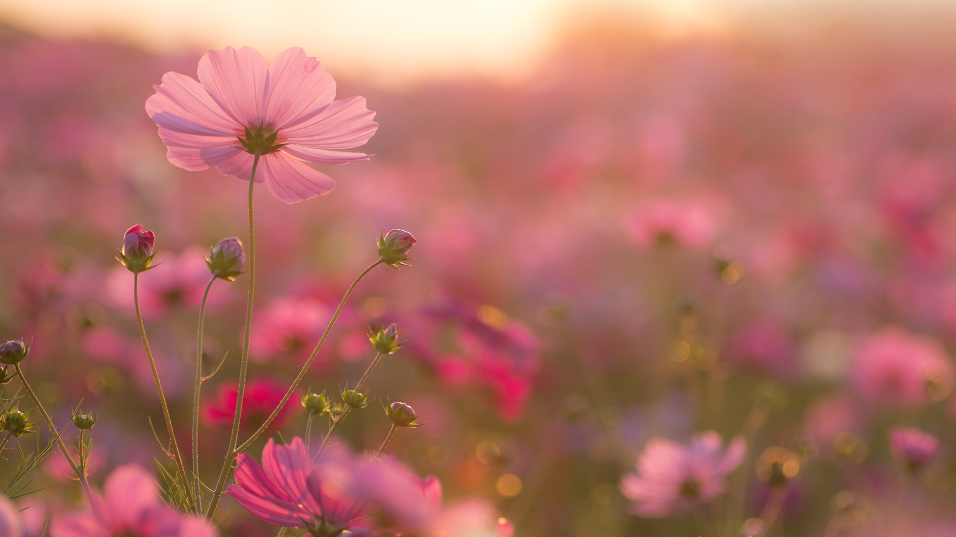 Pink wildflowers with sunset behind