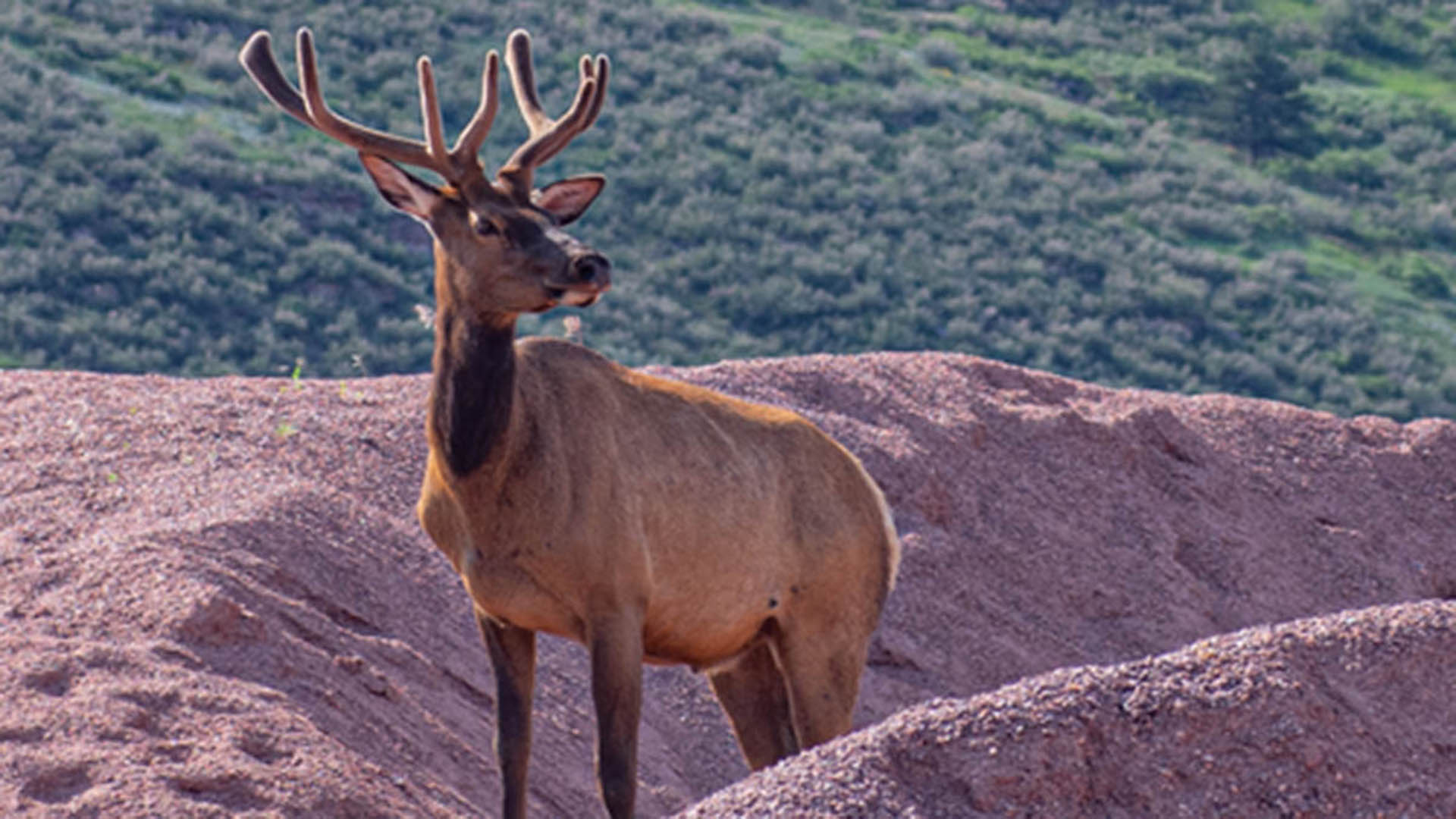 Elk standing on top of rock pile.