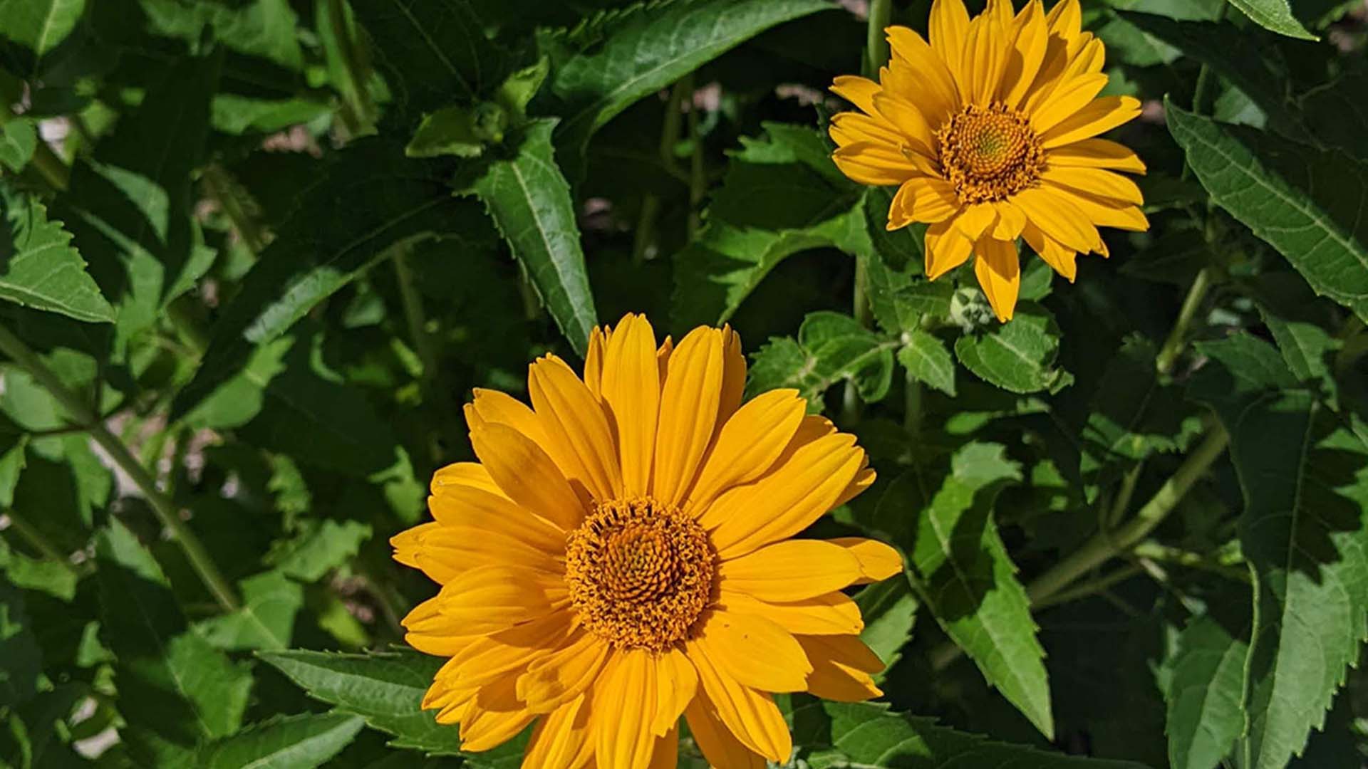 Conservation Gardens 5