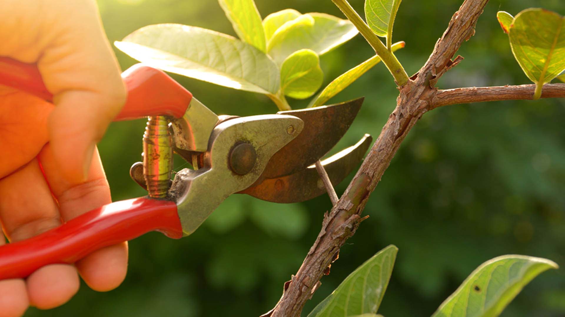 Person holding pruning scissors trimming plants.