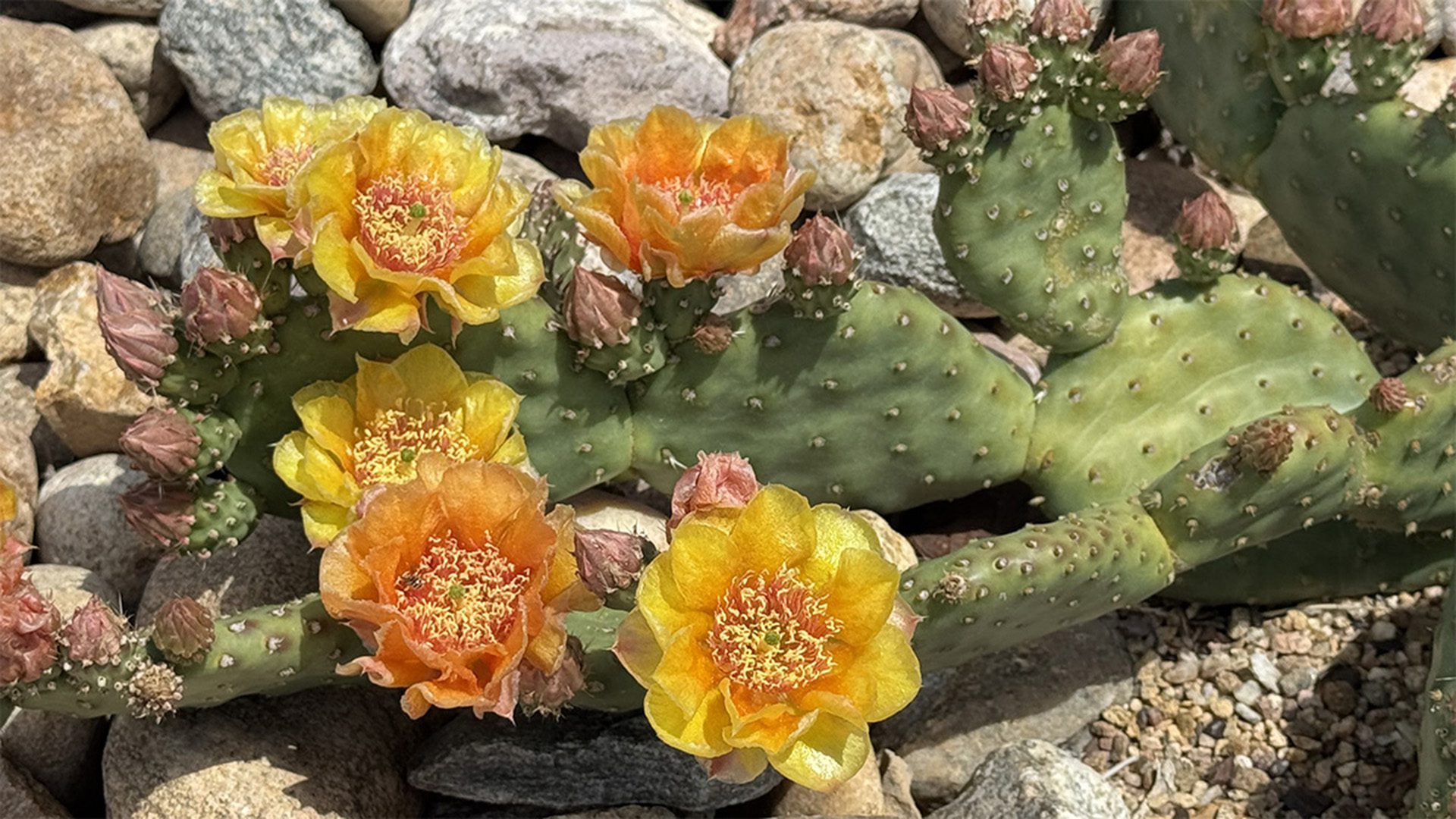 Bright orange blooms on a cactus flower.