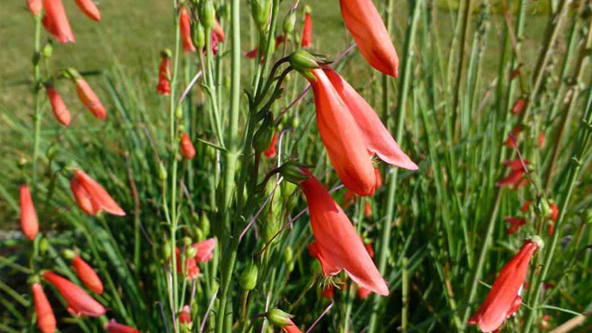 Scarlet Bulgar