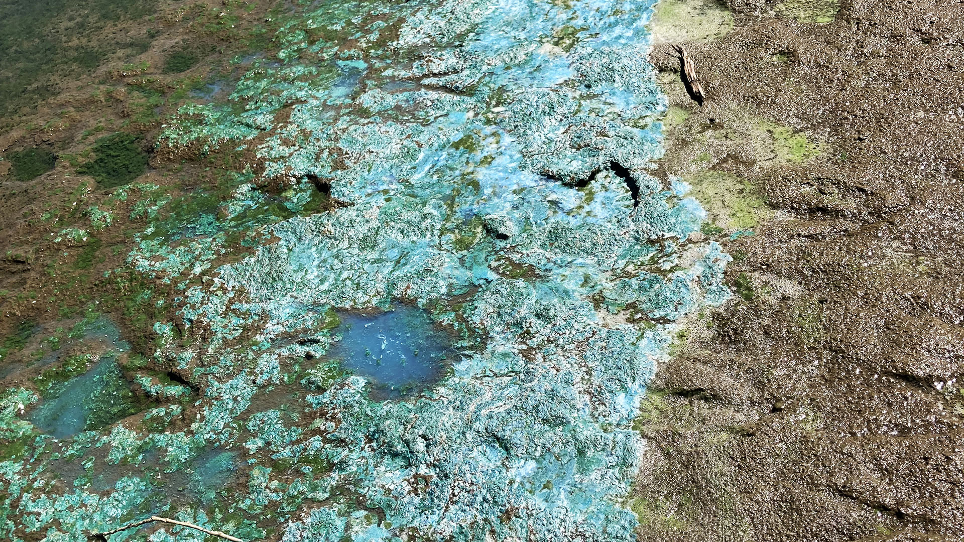 Algae growing along a water edge.