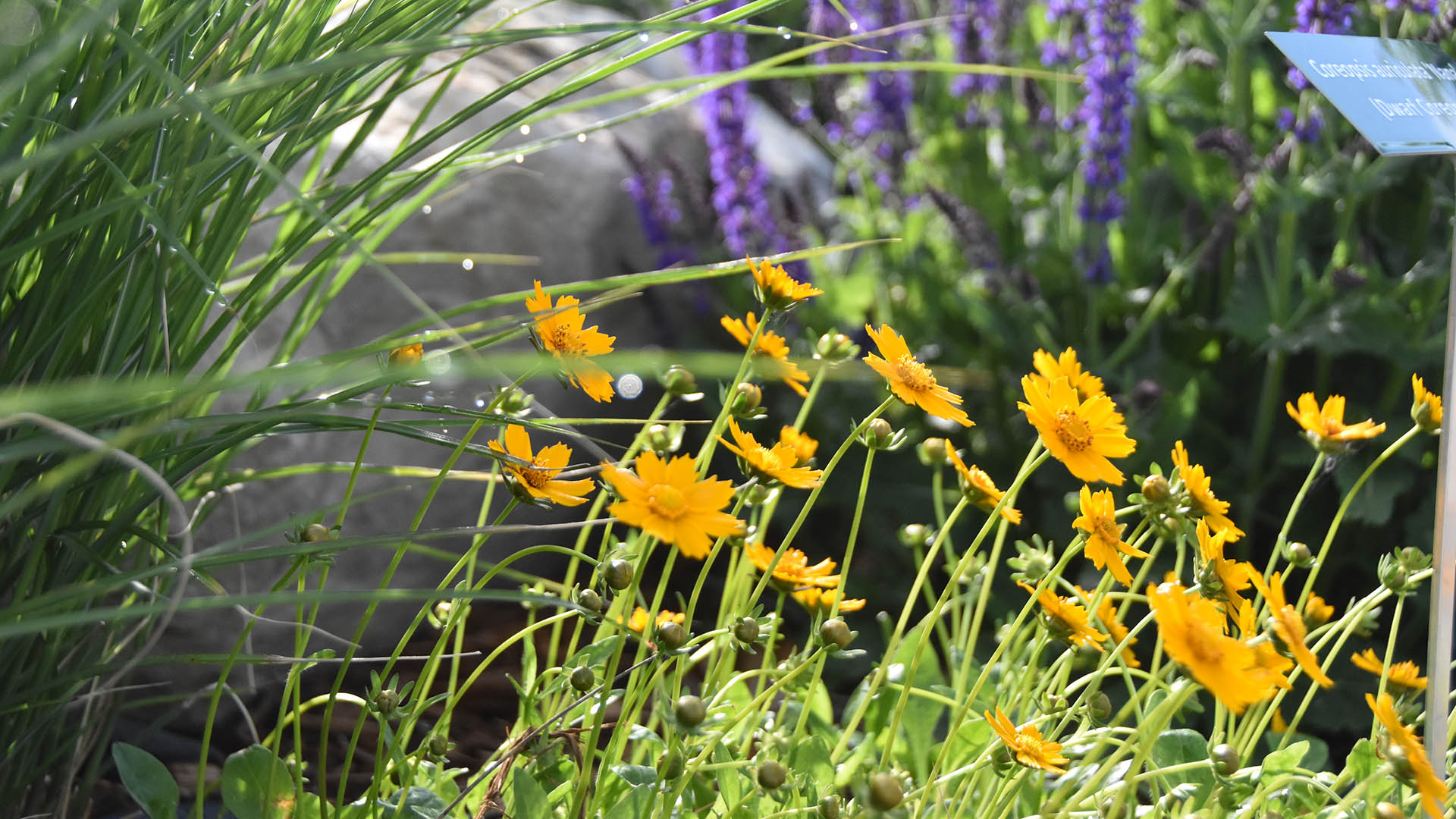 Yellow flowers lean toward the sun in the Conservation Gardens