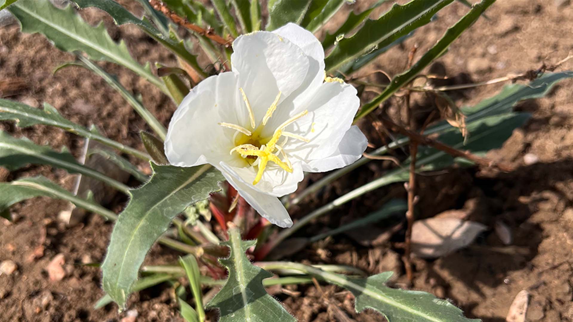 White Evening Primrose